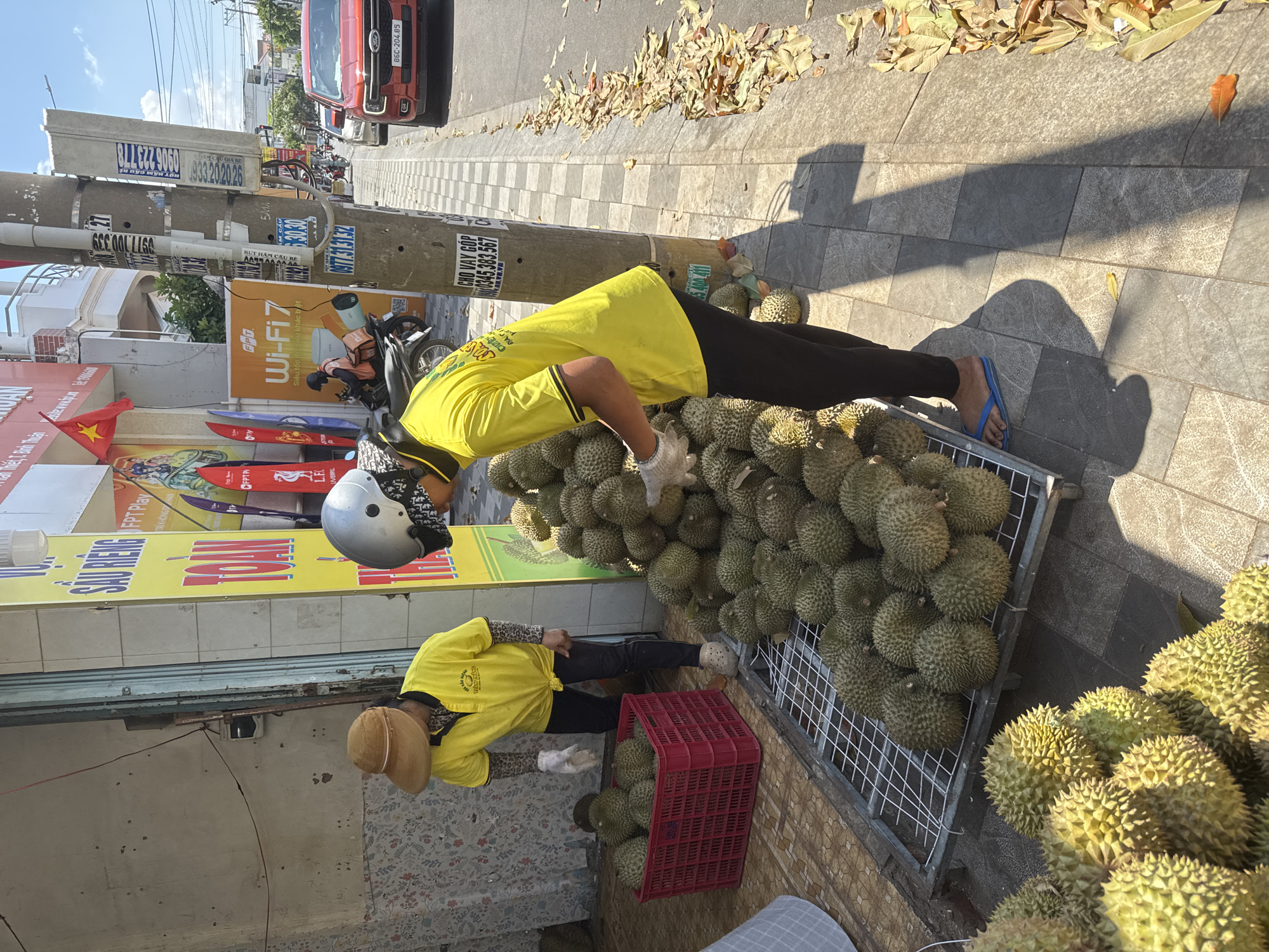 In Phú Thủy, Vietnam, on a sunny day, a person wearing a yellow shirt and a wide-brimmed hat is arranging durians in a red crate. The person is also wearing white gloves. Another person, also in a yellow shirt and wearing a helmet, is placing durians onto a metal rack. A large pile of durians is visible on the ground. The scene takes place on a paved sidewalk next to a street with a red truck and other vehicles. The area appears to be a roadside market or stall. The environment includes a building with signage and a utility pole with various advertisements attached. Fallen leaves are scattered on the ground.
