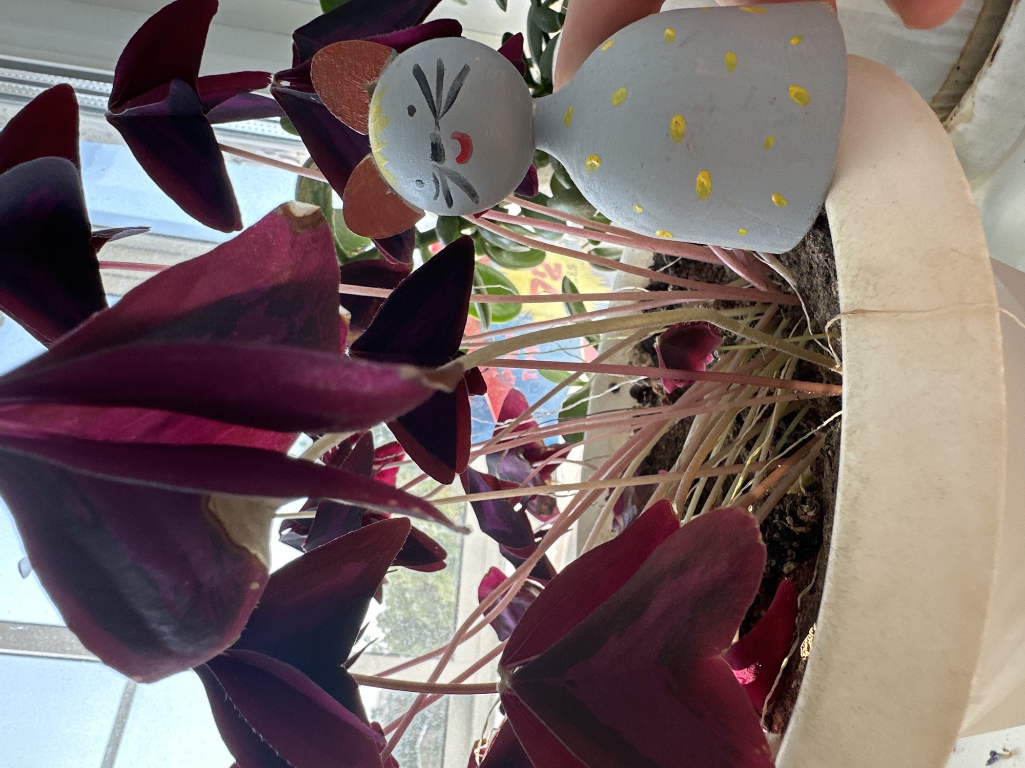 The image depicts a close-up, eye-level view of a potted plant with deep purple, heart-shaped leaves, likely an Oxalis triangularis, positioned in front of a window. Sunlight streams through the window, illuminating the plant and casting a soft glow on the surrounding environment. To the right of the plant, a small, whimsical wooden figurine of a mouse, painted light gray with yellow spots and orange ears, is held by a person's fingers, partially visible at the edge of the frame. The figurine's face is simply drawn with black lines for eyes and whiskers, and a red smile. The plant is in a white ceramic pot, and the background shows a blurred view of greenery outside the window and a hint of a sky. The overall impression is one of a domestic indoor setting, possibly a home or an office, in Birobidzhan, Russia, characterized by natural light and a touch of playful decoration.