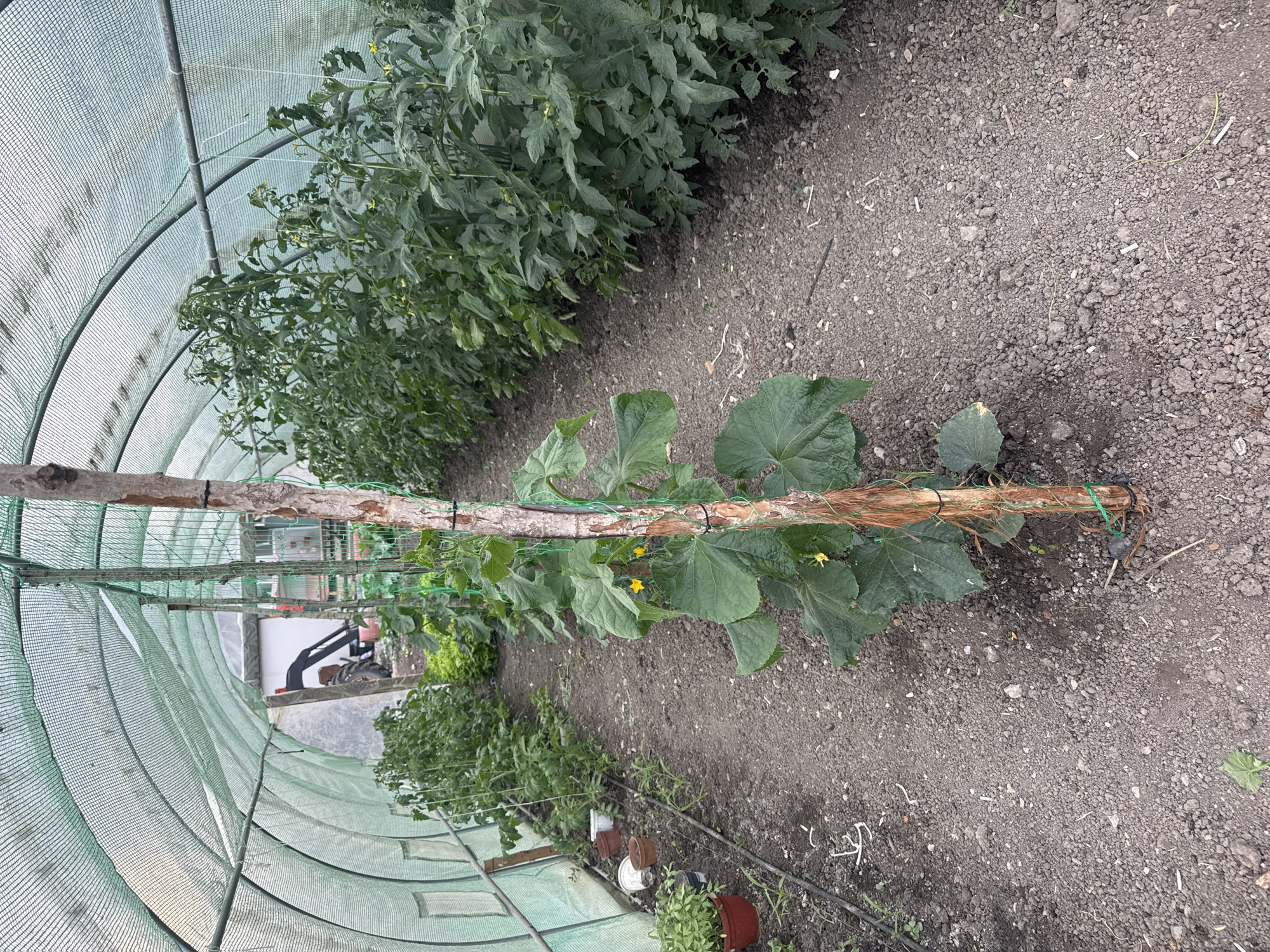 The image captures the interior of a polytunnel or greenhouse, showcasing a thriving agricultural environment, specified as Sarnevo, Bulgaria. The scene is dominated by rows of green plants under a netted, arched structure.
In the foreground and extending towards the mid-ground on the right, a healthy cucumber plant grows vertically, supported by a tall, rustic wooden pole wrapped with green twine. This plant features large, lobed green leaves and several small, bright yellow flowers, indicating it is actively producing. The ground beneath is dark, tilled soil, appearing rich and well-maintained, with scattered small debris and a black irrigation hose running along its surface.
To the left of the cucumber plant, a dense row of taller, leafy green plants, likely tomatoes, fills the space. These plants are also in flower, displaying small yellow blossoms. They appear to be supported by a system of strings or wires hanging from the greenhouse ceiling, guiding their upward growth. Further along this row, towards the background, more plants are visible, including some in small terracotta and plastic pots on the ground.
The greenhouse structure itself is made of arched metal frames covered with a light-green, translucent mesh netting, which diffuses the incoming daylight. In the far background, partially obscured by the netting and plants, hints of an external environment are visible, including what appears to be a white building or container and the arm of heavy machinery, possibly an excavator.
The overall impression is one of active plant cultivation within a protected environment. The lighting suggests it is daytime. No people are visible, and there is no discernible text within the image.