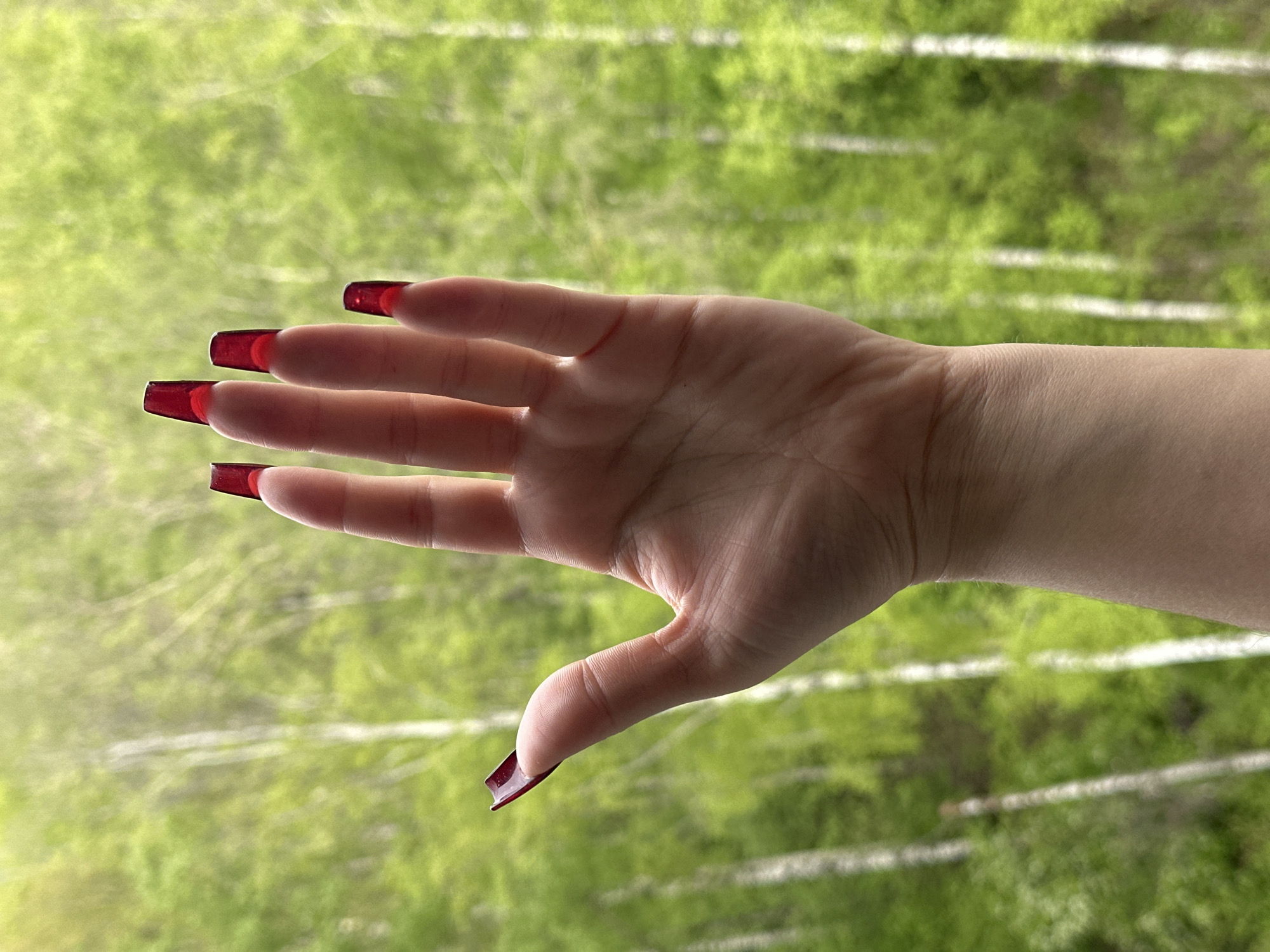 A person's left hand is displayed against a backdrop of blurred green foliage and white tree trunks. The hand is pale, with long fingers adorned with dark red, rectangular false nails. A faint scar is visible on the back of the hand between the index and middle fingers. The background is out of focus, suggesting the hand is close to the camera. Location information is not discernible from the image.