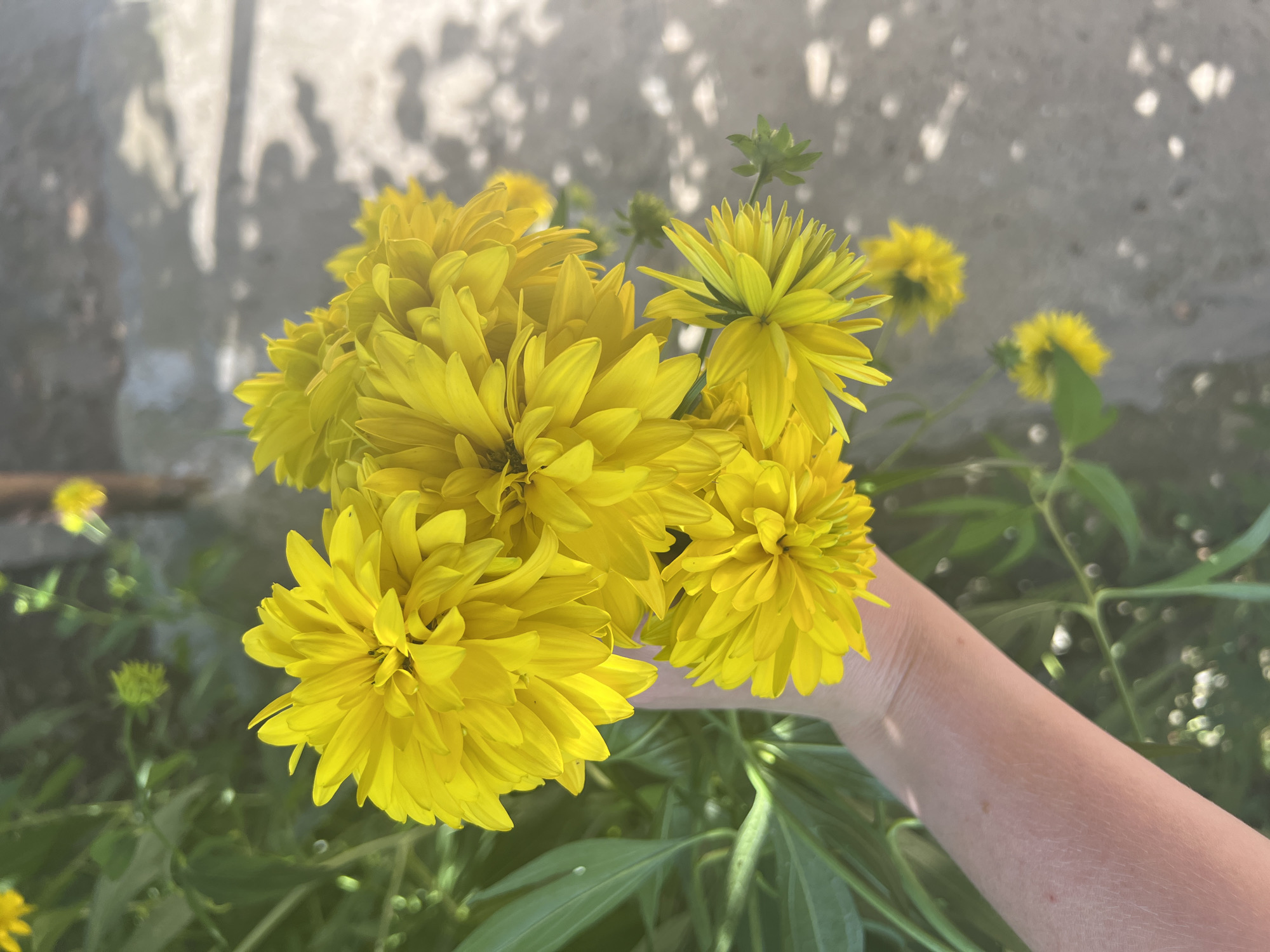 A hand is holding a bouquet of bright yellow, pom-pom-like flowers against a blurred background of green foliage and a gray, textured surface, possibly a path or patio. The sunlight creates dappled shadows on the ground. The hand appears to be fair-skinned and is positioned on the left side of the frame, with the flowers extending upwards and to the right. The focus is primarily on the flowers.
