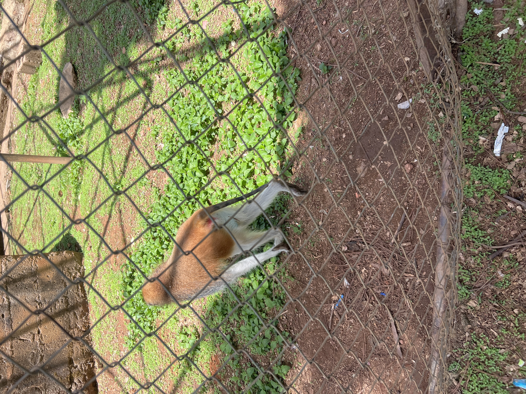 The image, taken at a high angle and obstructed by a chain-link fence, shows a monkey lying on the ground in what appears to be an enclosure. The monkey has brown fur on its back and head, with white fur on its limbs and belly. The ground cover consists of green plants and brown dirt. Debris, including what appears to be trash, is scattered on the ground. A portion of a stone or concrete structure is visible in the upper left corner. The image suggests a zoo or wildlife park setting. The location is identified as Jos, Nigeria. No people are visible.