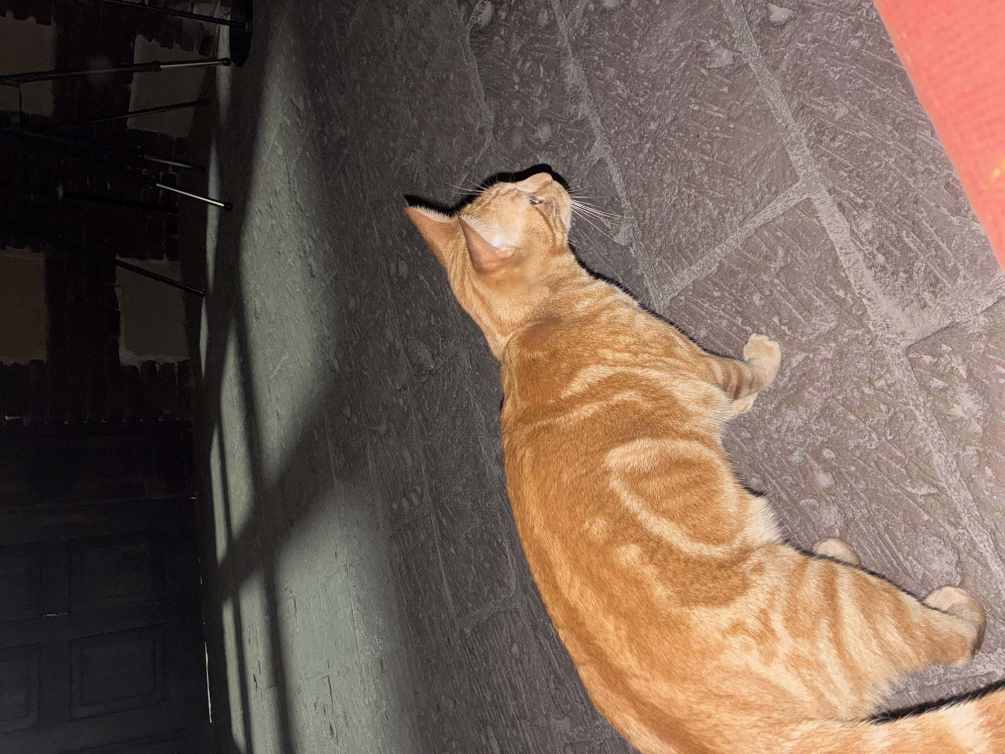 An orange tabby cat is lying on a tiled floor. The cat is facing away from the camera, with its head turned slightly upward. The floor is made of large, gray tiles with a slightly rough texture. In the background, there is a dark door or wall with shadows cast upon it. The scene appears to be indoors. The location is Cañada de Madero, Mexico.