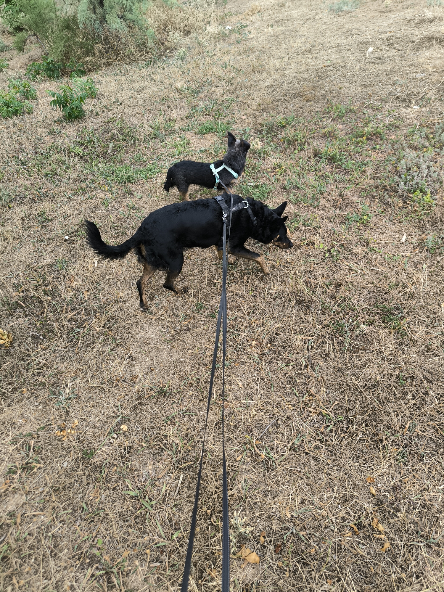 In Mykolaiv, Ukraine, two dogs are walking on a dry, grassy terrain. The dog in the foreground is black with tan markings on its legs and a curved tail, wearing a black harness and leash. The dog in the background is smaller, also black, and wears a teal harness. The ground is covered with dry grass and sparse green vegetation, with some small clusters of mushrooms visible. The background shows a dense area of green shrubs and trees.