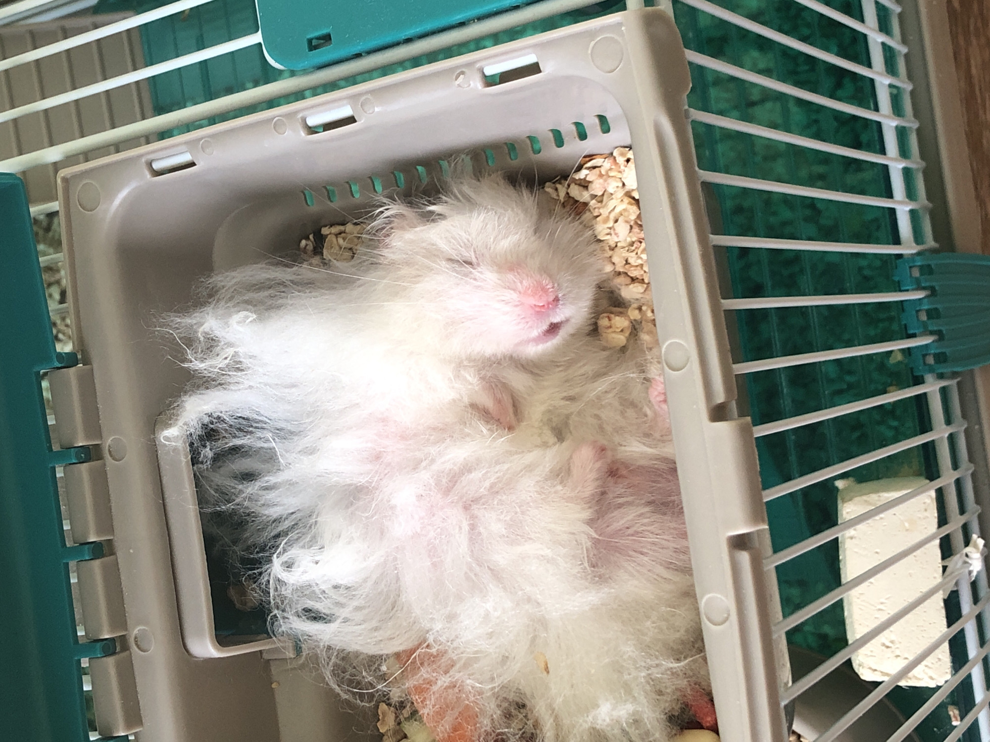 The image shows a fluffy white hamster sleeping in a plastic burrow inside a cage. The hamster is curled up and appears to be deeply asleep, with its pink nose and ears visible amidst its white fur. The burrow is filled with bedding material, and scattered around are some pieces of hamster food. The cage has a green top and white bars, and a block of white material is visible on the cage floor below the burrow. The background of the cage appears to be green. The image is a close-up shot, focusing on the hamster and its immediate surroundings. The location of this cage in the city of Solikamsk, Russia is unknown and cannot be determined from the image.