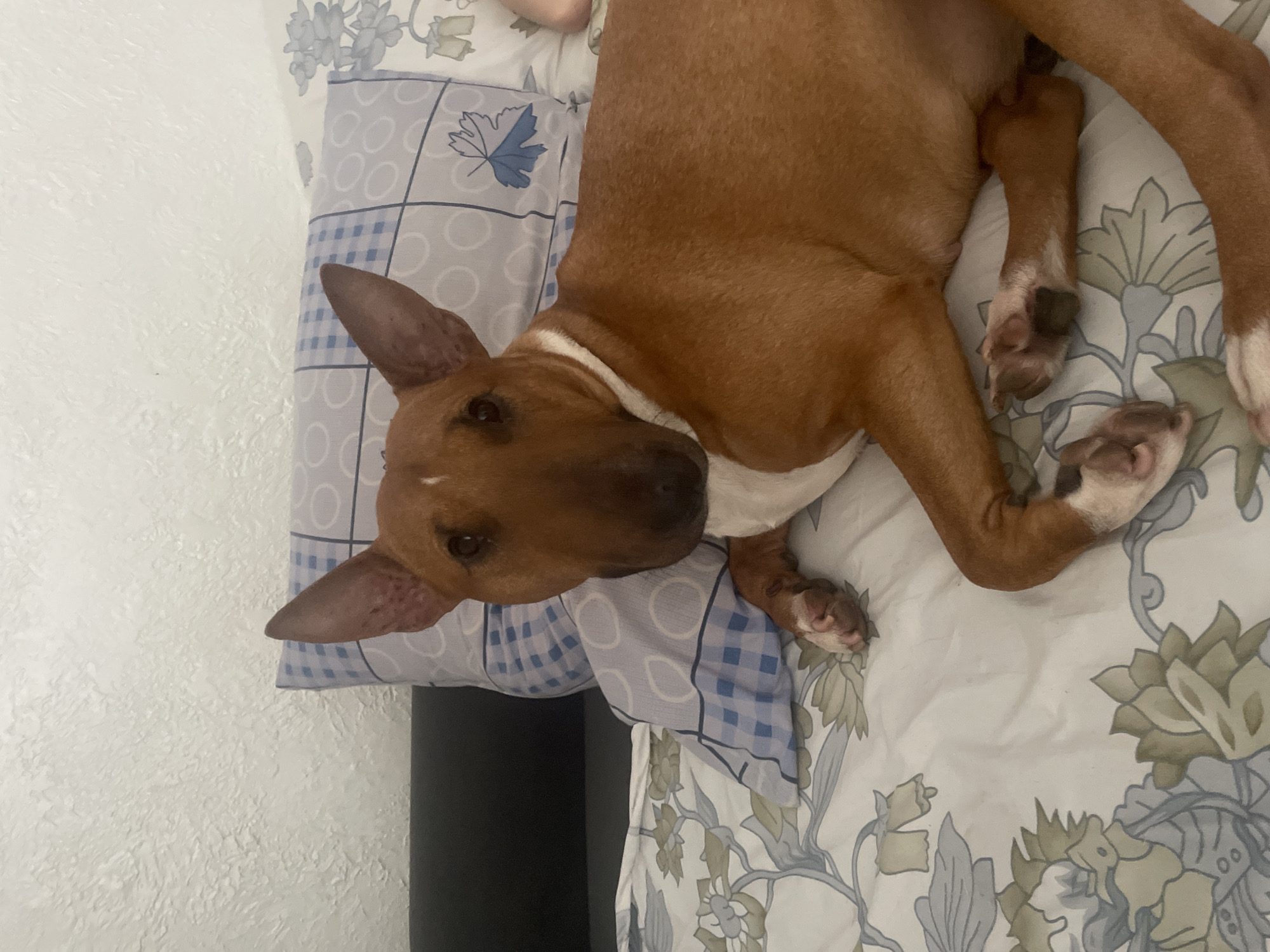A tan bull terrier with white markings on its chest and paws lies on a bed with floral patterned sheets. The dog is looking directly at the camera with its head resting on a pillow with a blue checkered pattern. Another pillow with a floral pattern is partially visible behind the dog. The environment appears to be indoors, likely a bedroom, with a white textured wall in the background. The image does not provide any information about the location in the city of Krasnodar, Russia.
