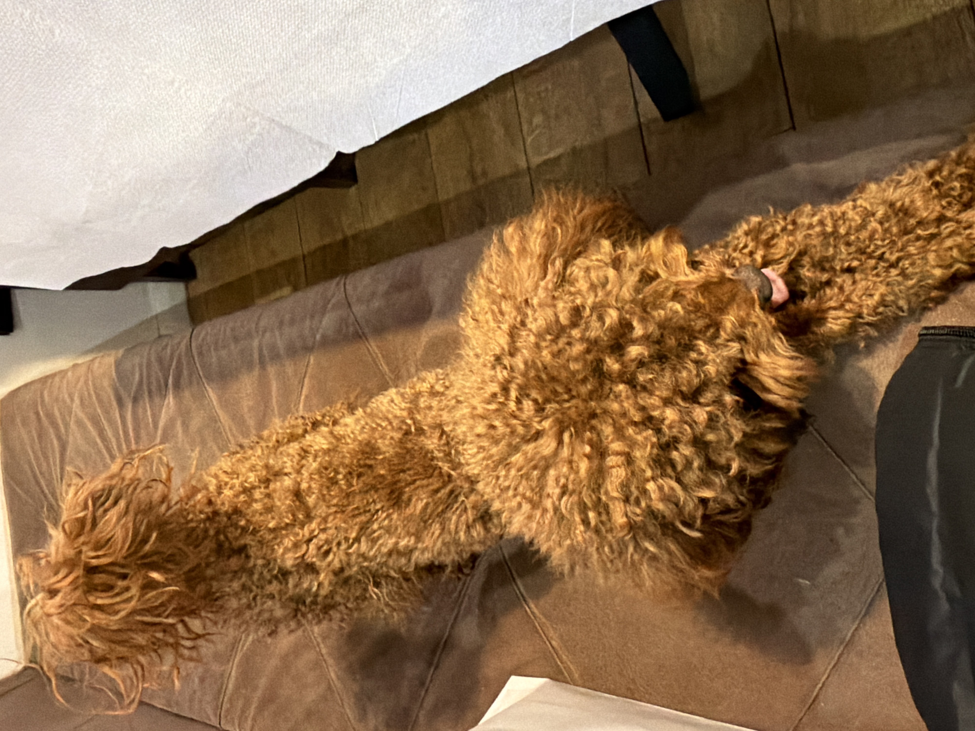 A brown, poodle-like dog is sprawled across a brown, upholstered sofa. The dog's head is near the center of the frame, with its tongue slightly visible. The sofa is placed under a low-hanging structure, possibly a bed frame or a part of a building's interior. The location is unknown.