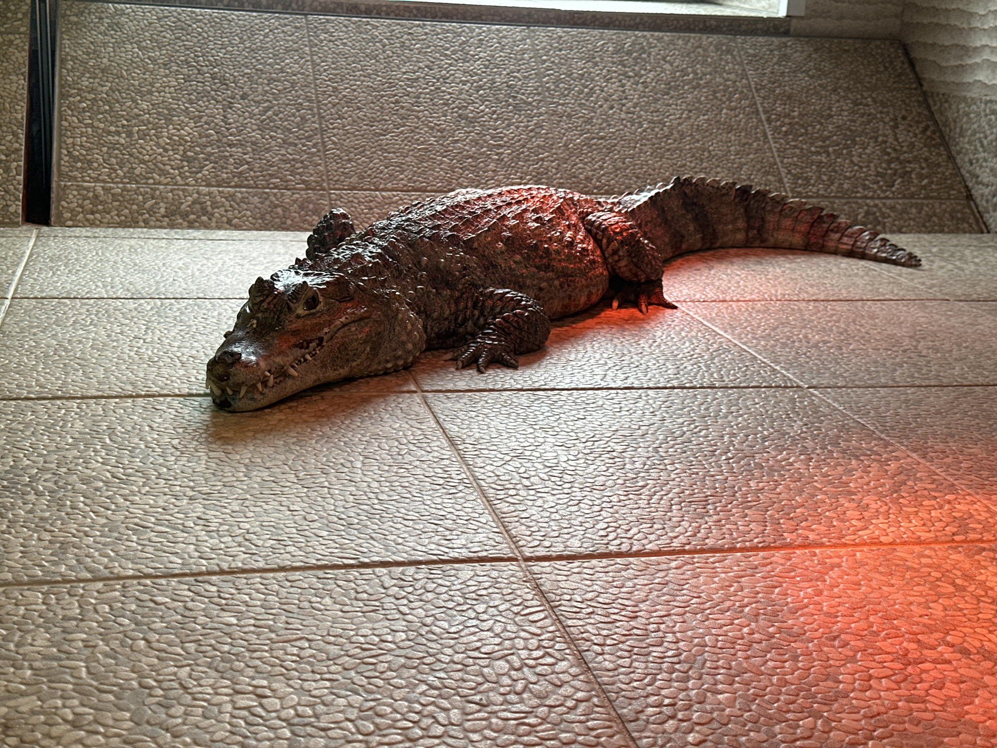 A reptile, possibly a caiman or crocodile, is resting on a tiled floor. The reptile is facing to the left and its tail is partially visible. The floor and the wall are made of beige tiles, possibly in a zoo or reptile exhibit, in a location possibly in the city of Chaikovsky, Russia. The lighting appears to be partially from an infrared heat source in the lower right of the frame.