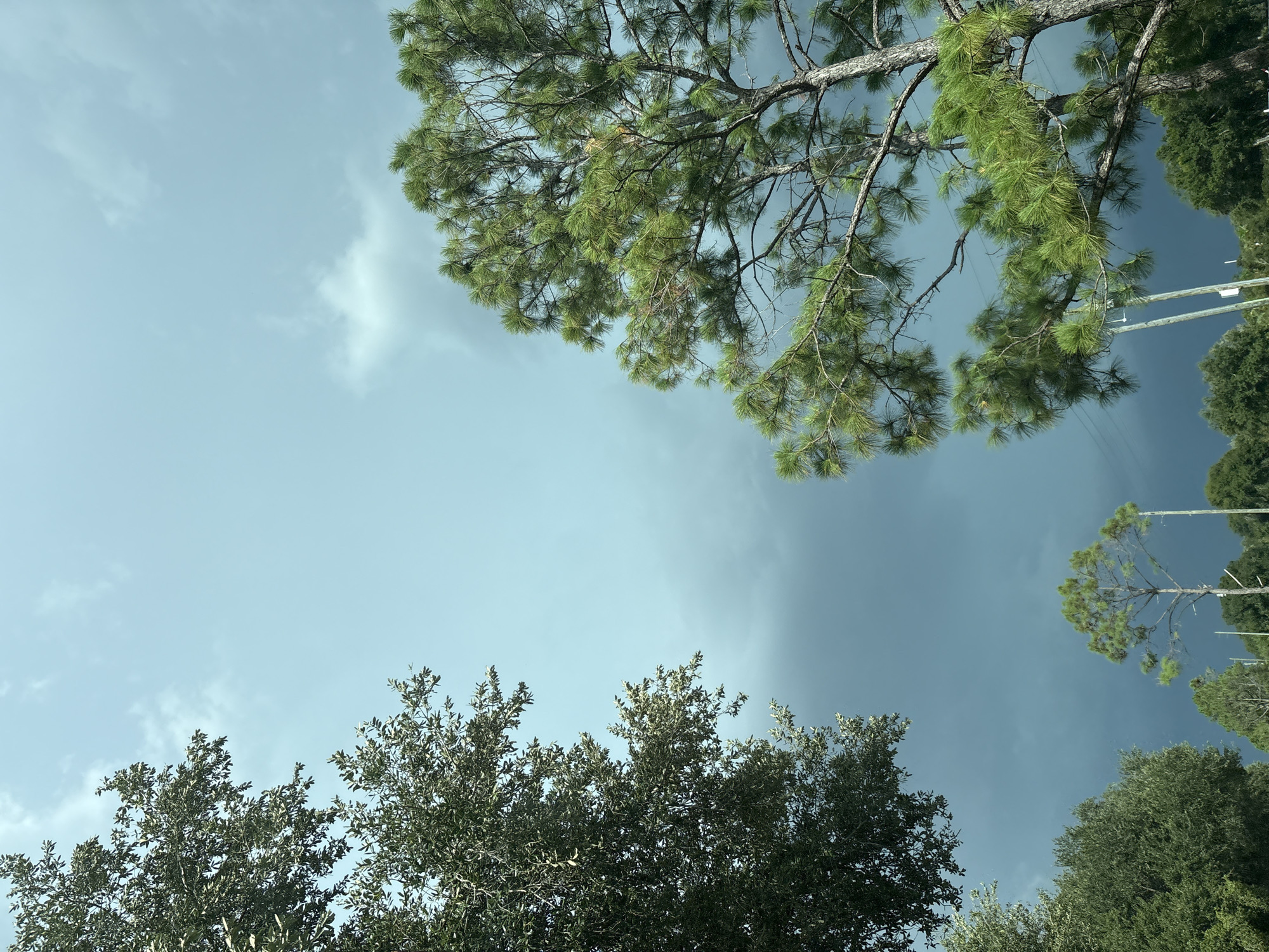 The image shows a view of the sky with trees in the foreground. The sky is a pale blue with dark, heavy clouds towards the bottom of the frame, suggesting an impending storm. Two distinct trees frame the sky from the left and right sides. The tree on the left appears to be an oak tree with dense, dark green foliage. The tree on the right is a pine tree with bright green needles. In the distance, more trees and power lines are visible against the stormy sky. The overall impression is one of nature's dramatic beauty before a storm.