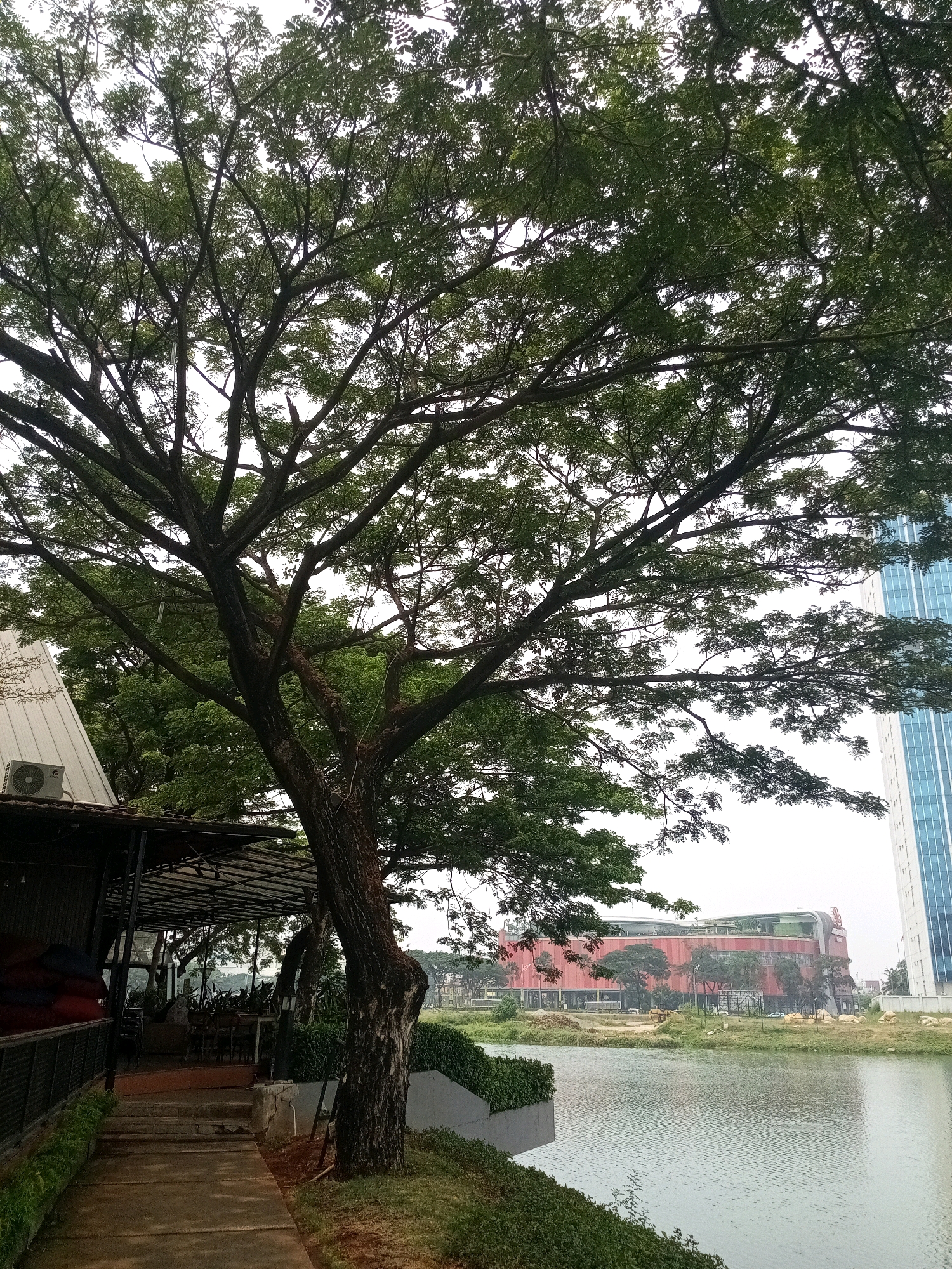 In Bekasi, Indonesia, a tall, mature tree with a sprawling canopy of green leaves dominates the foreground. Its thick, textured trunk leans slightly to the right, and its branches spread widely, partially obscuring the sky. To the left of the tree, a covered outdoor seating area of a restaurant is visible, with tables and chairs set up beneath a metal-framed roof. An air conditioning unit is mounted on the white roof of a building adjacent to the seating area. A walkway made of concrete slabs leads from the foreground to the seating area. Beyond the seating area, a large, modern red building with curved architecture, possibly a shopping mall, stands across a body of water. To the far right, a tall, modern glass skyscraper rises into the overcast sky. The water reflects the overcast sky and the buildings, creating a muted, serene atmosphere. The scene appears to be an urban environment with a blend of natural elements and modern architecture, likely a recreational or commercial area.