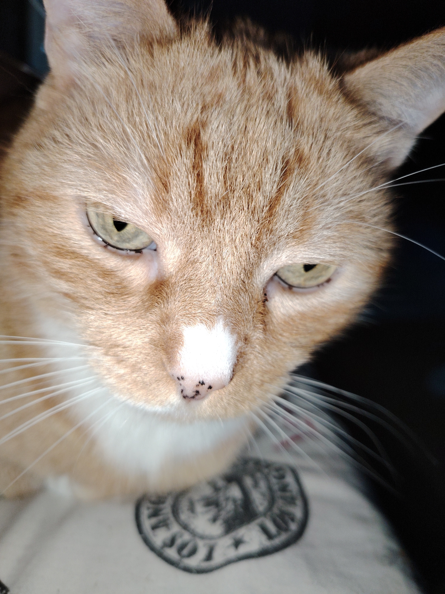 An orange tabby cat with green eyes is captured in a close-up, low-angle shot. The cat's face is the primary focus, with its fur appearing soft and light brown with darker tabby markings. Its nose is pink with several black spots, and its white whiskers are prominent and fanned out. The cat's left eye is more visible, showing a vertical pupil. Below the cat's chin, a portion of a light-colored fabric is visible, imprinted with a circular, black emblem containing lettering and a star. The background is dark and out of focus, suggesting an indoor setting. There is no indication of the cat's specific location within Kyiv, Ukraine.