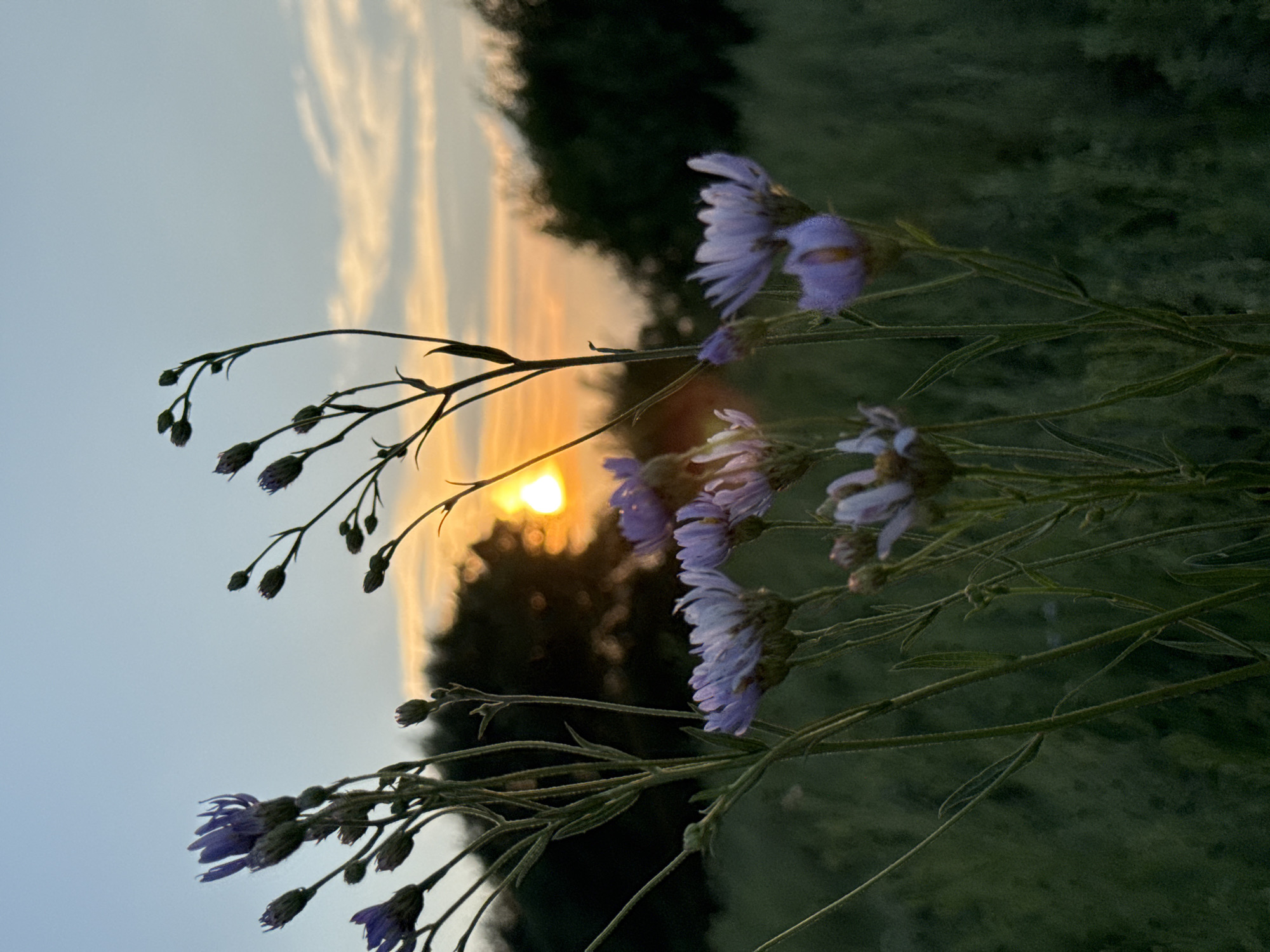 The image depicts a close-up view of several purple wildflowers in the foreground against a backdrop of a dusky sky with a setting sun. The flowers are delicate with thin petals, and some are in bloom while others are still buds. Their stems are tall and slender, with a few leaves visible. The background shows a hazy silhouette of trees and foliage, with the warm glow of the setting sun peeking through them. The sky is a gradient of pale blue to soft orange and pink. The overall scene is serene and natural. The image was captured at the edge of a field, with dense vegetation visible in the lower portion of the frame. The lighting suggests it is late evening. The specific location in Vozdvijenka, Russia is not identifiable from the visual information provided. There are no people or animals in the image.
