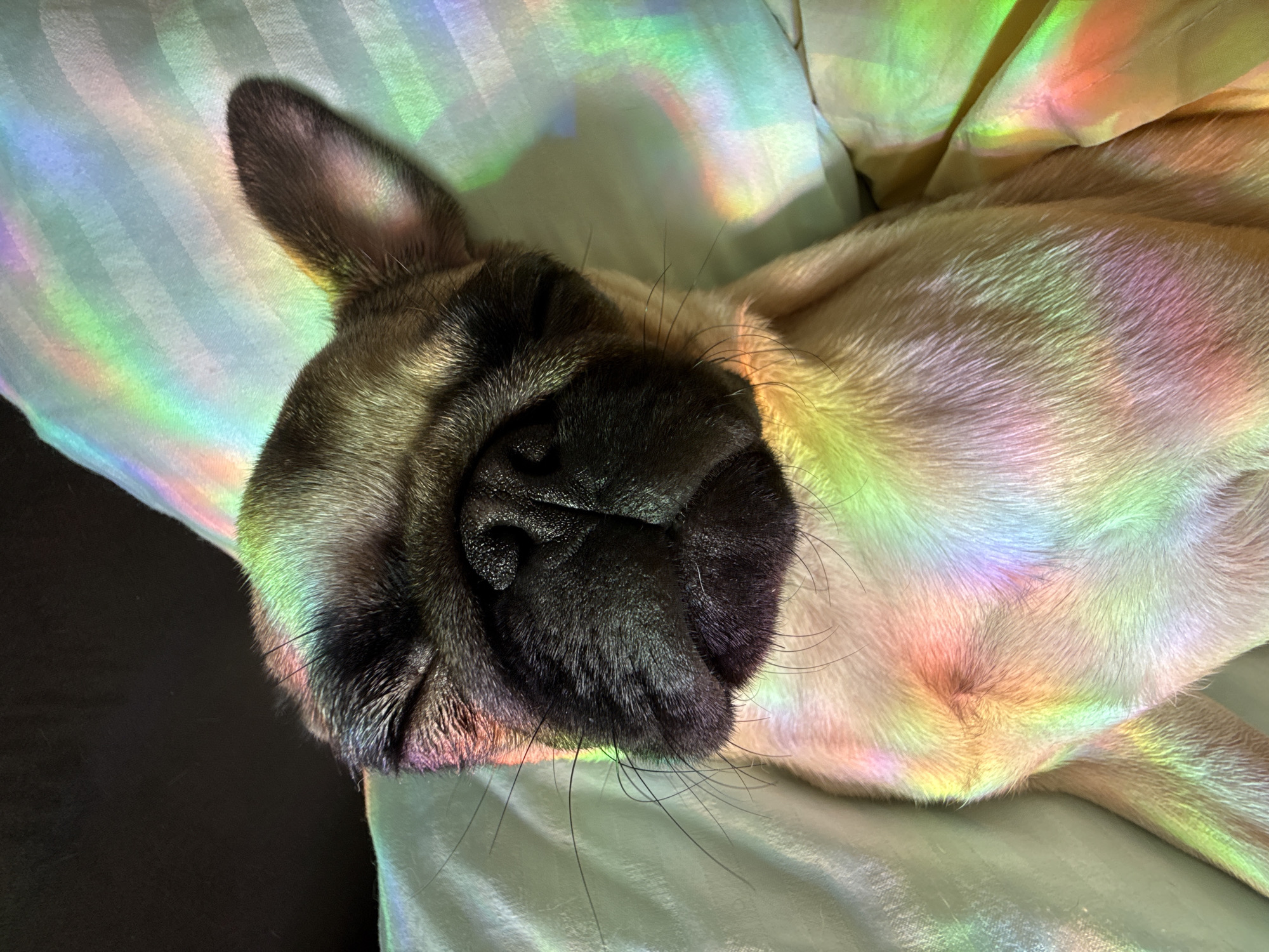 A close-up, overhead shot shows a fawn-colored pug puppy sleeping on a pale blue, striped pillow. The puppy's eyes are closed, and its face is turned slightly to the left. Rainbow-colored light refracts across the puppy's face, ear, and body, as well as the pillow. The background behind the puppy is dark.