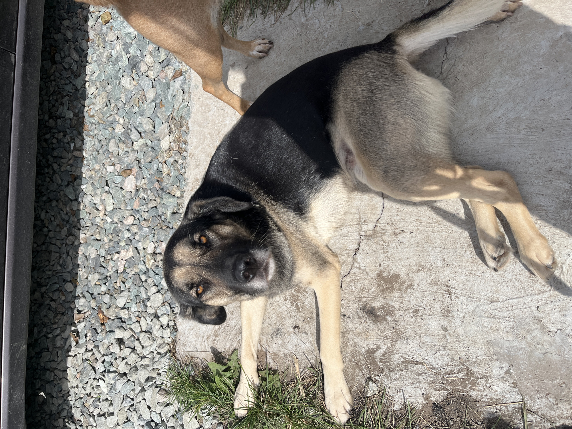 A German Shepherd dog lies on a concrete surface next to a patch of grass. The dog is mostly black and tan, with piercing amber eyes. It is partially illuminated by sunlight, casting a shadow on the ground. In the background, a pile of grey gravel is visible, and the lower portion of a dark vehicle can be seen. Another tan-colored dog's hind legs are visible in the upper right corner of the image. The setting appears to be an outdoor area, possibly a yard or driveway, in Nizhny Tagil, Russia.