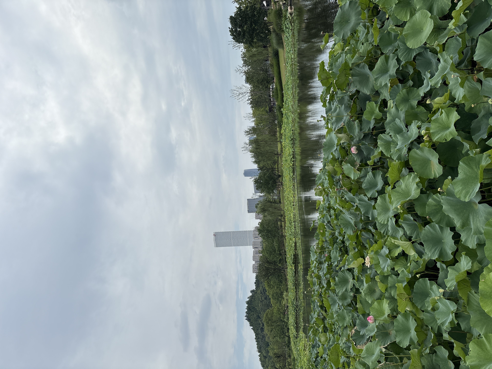 A wide shot depicts a tranquil pond filled with lush green lily pads and a few delicate pink lotus flowers. In the background, a modern city skyline rises, dominated by a tall, slender skyscraper with a white facade. Adjacent to the skyscraper are lower-rise buildings, suggesting a blend of nature and urban development. A verdant, tree-covered hill is situated to the left of the city, adding a natural contrast. The sky is overcast with soft, diffused light. The scene appears to be from a park in Pudong, China, given the architectural style of the buildings and the presence of a lotus pond, a common feature in Chinese gardens. There are no people visible in the frame.