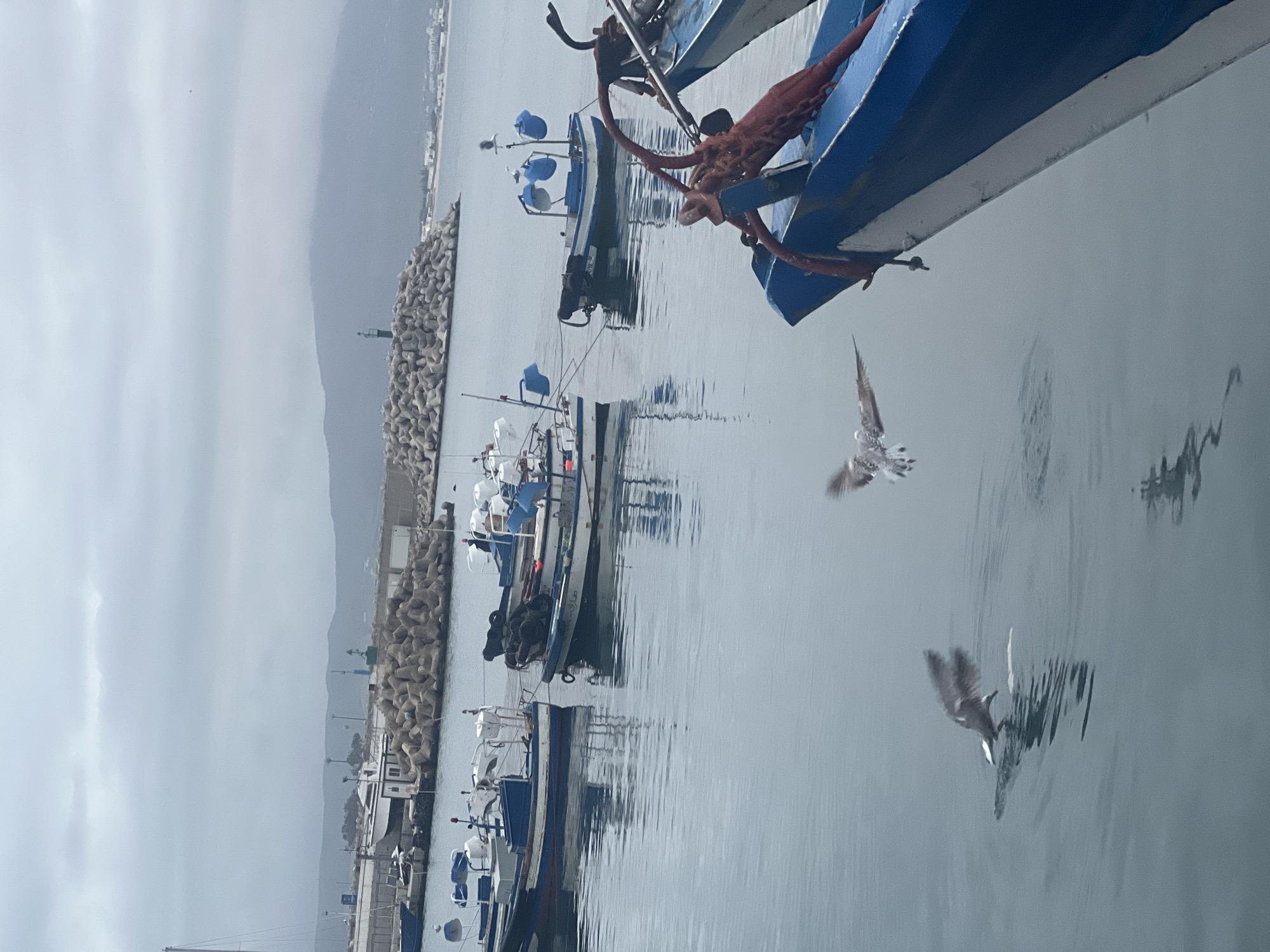 The image captures a serene harbor scene in M'Diq, Morocco, under an overcast sky. The calm, grey water reflects the boats and sky, creating a peaceful atmosphere.
The primary subjects are numerous small fishing boats, mostly painted in blue and white, moored in the still water. In the immediate foreground, the bow of a prominent blue and white boat with red ropes or netting hanging from it is visible on the right. Another fishing boat, further back, clearly shows the Arabic name "طارق" (Tariq) painted on its hull.
Several seagulls are active in the frame; one is captured mid-flight with wings spread, while another appears to be diving or touching the water, creating ripples. Their reflections are visible on the water's surface.
In the middle ground, a long breakwater constructed from large, interlocking concrete tetrapods extends across the scene. A small green lighthouse or marker stands on this breakwater. Beyond the harbor, buildings line the distant coastline, and a range of muted grey mountains rises against the cloudy sky.
The weather is overcast, contributing to the subdued lighting and calm water conditions. No people are explicitly visible. The overall impression is one of quiet maritime activity in a coastal town.