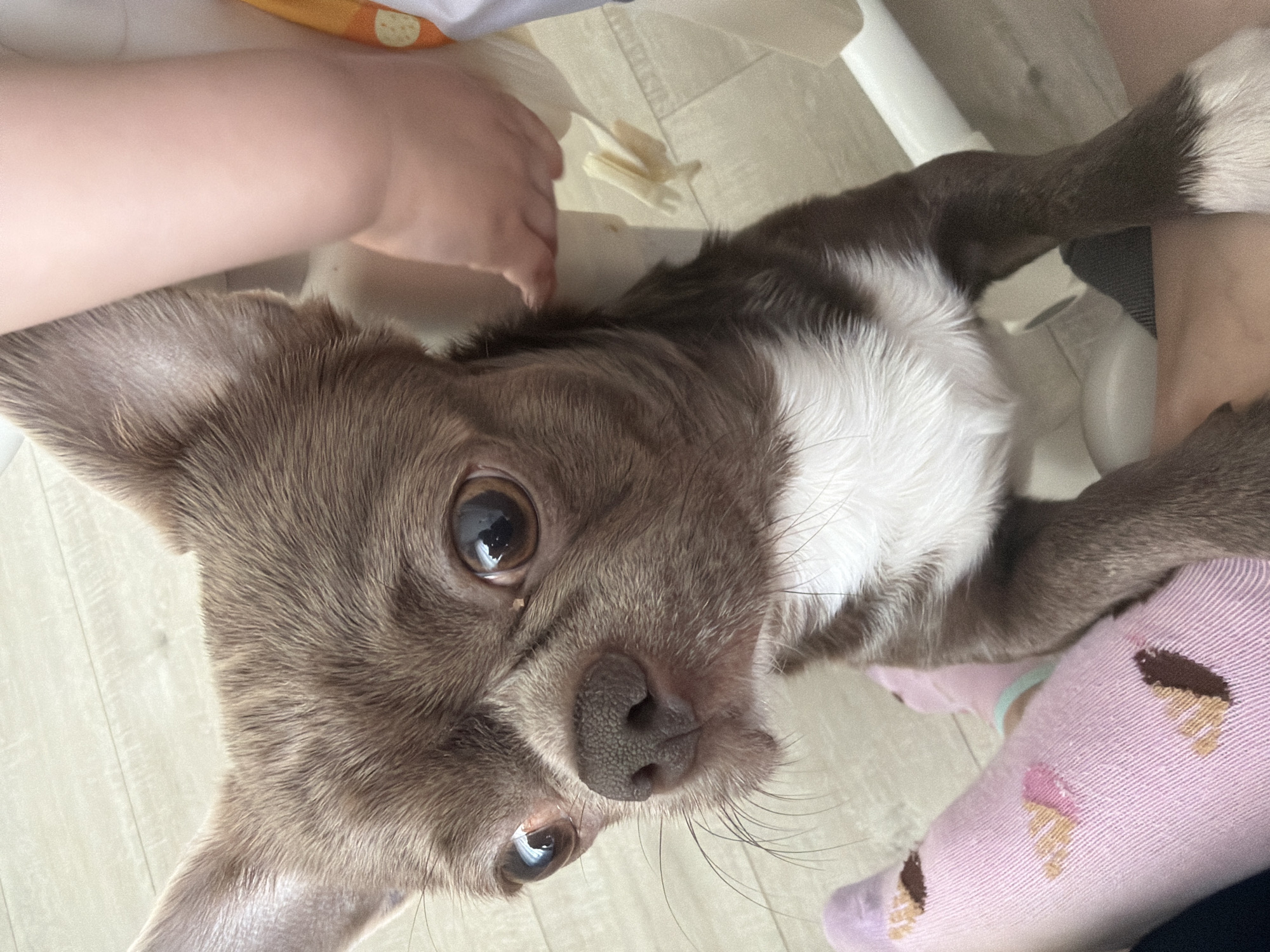 This media file presents a close-up, high-angle shot of a small dog, likely a chihuahua or similar breed, within an indoor domestic setting in Votkinsk, Russia. The dog has short, greyish-brown (often called 'lilac') fur on its head and body, contrasted with a prominent white chest and paws. It gazes directly upwards at the camera with large, dark, reflective eyes, its head slightly tilted, conveying an expression of curiosity and attentiveness. A dark, textured nose is also visible.
Parts of two human individuals are visible in the frame. In the upper left, a bare arm and hand reach down towards the light-colored wooden or laminate floor. Near the hand, a small, light-colored object, possibly a treat or a chew toy, rests on the floor. On the right side of the image, a human foot, clad in a pink sock patterned with brown and pink ice cream cones, is visible beside the dog. Part of a white furniture item or object, possibly a high chair or baby bouncer, can be seen in the background.
The activity captured suggests an interaction between the dog and its human companions, with the dog possibly waiting for a treat or seeking attention. The lighting is bright and even, indicative of an indoor daytime scene. No discernible text is visible within the image. The overall impression is one of affectionate engagement between the pet and its owners.