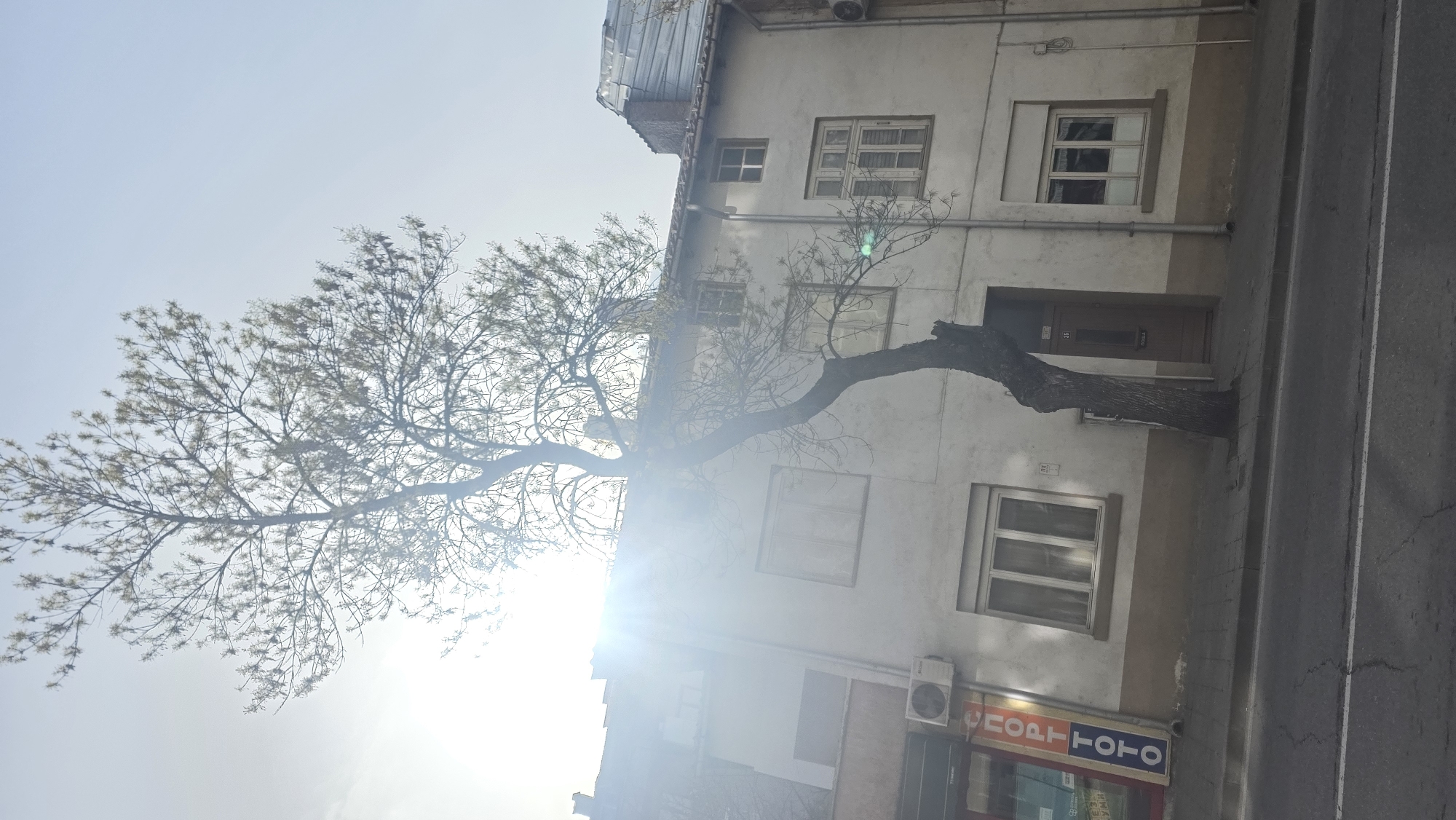 A medium shot of a tree in front of a multi-story building in Blagoevgrad, Bulgaria. The tree's trunk extends vertically up the front of the building, parallel to the street, then bends to the left and branches out across the front of the building. The building is likely a residential or commercial building. A store called "SPORT TOTO" is on the ground floor. There is a light sky above the building. The photo is taken on a street next to the building. The photo is oriented horizontally.