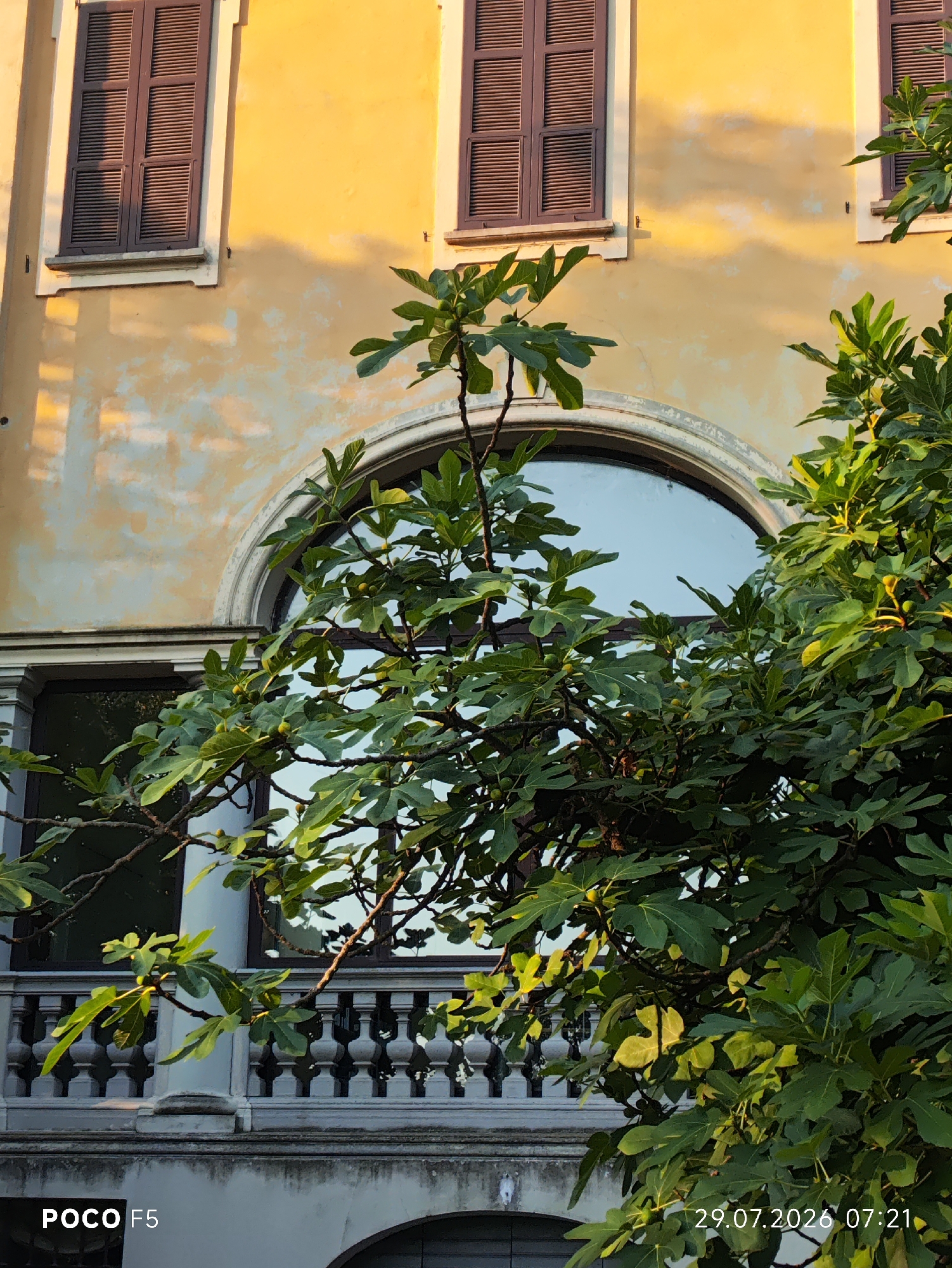 The image shows a close-up of a fig tree with green leaves and some small, green figs, in front of a building with a yellow stucco facade. Two windows with dark brown shutters are visible on the upper part of the building, and a large arched window is partially obscured by the tree. Below the arched window, a white balustrade runs horizontally across the building, suggesting a balcony or terrace. The lower part of the image shows the POCO F5 logo on the left and the date "29.07.2026 07:21" on the right. The scene is outdoors, likely in a residential or historic area, with the late afternoon sun casting shadows on the building. The specific location in the city of Collecchio, Italy is not discernible from the image itself.