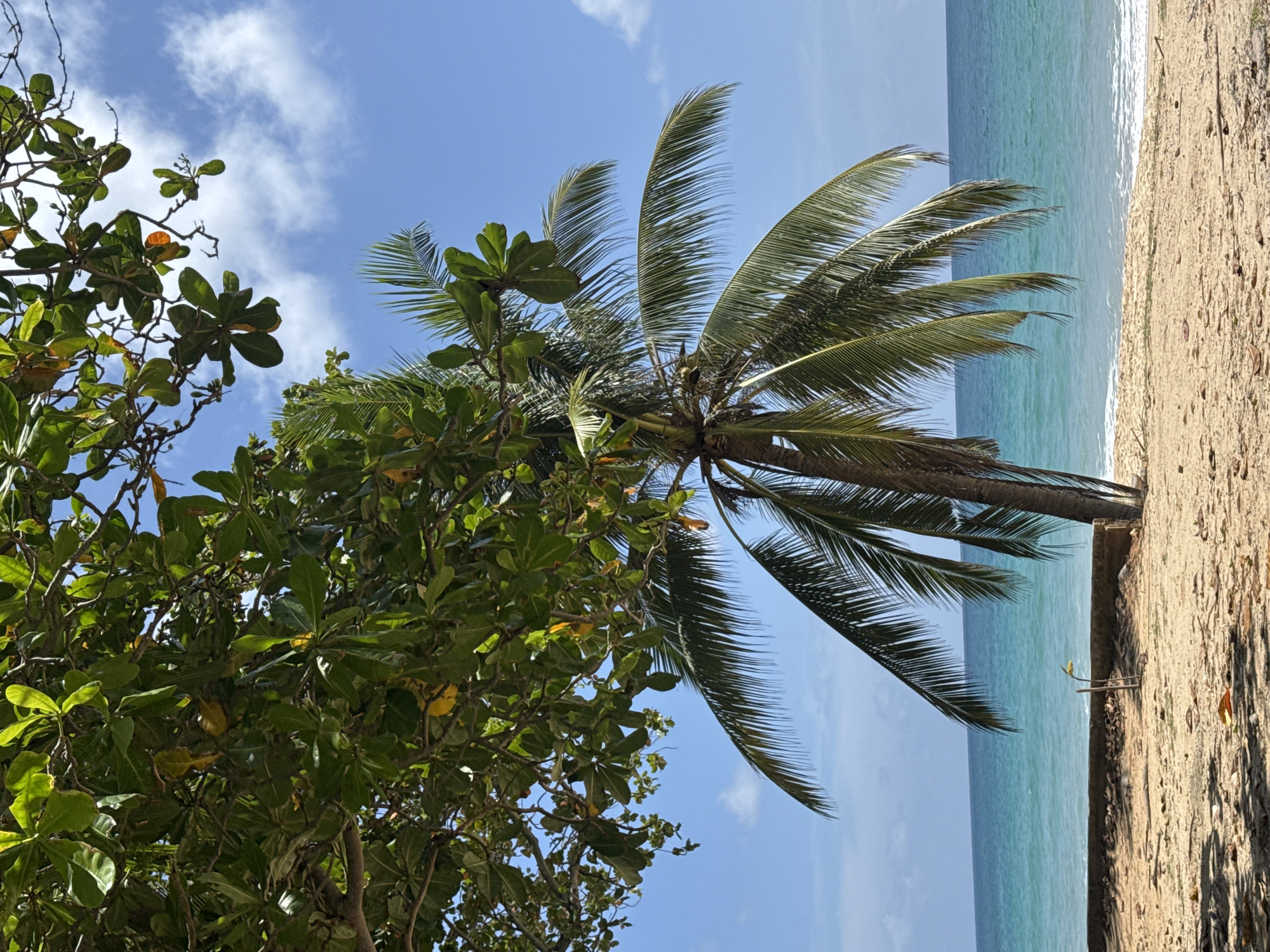 A sunlit beach scene in Choeng Thale, Thailand, features a palm tree in the foreground. Lush green foliage from another tree overhangs the left side of the frame, casting shadows on the sand. The ocean, a vibrant turquoise, stretches to the horizon under a bright blue sky dotted with white clouds. The sand is a light tan, scattered with fallen leaves and debris. A low, weathered concrete structure runs along the edge of the beach. There are no people visible in the image.