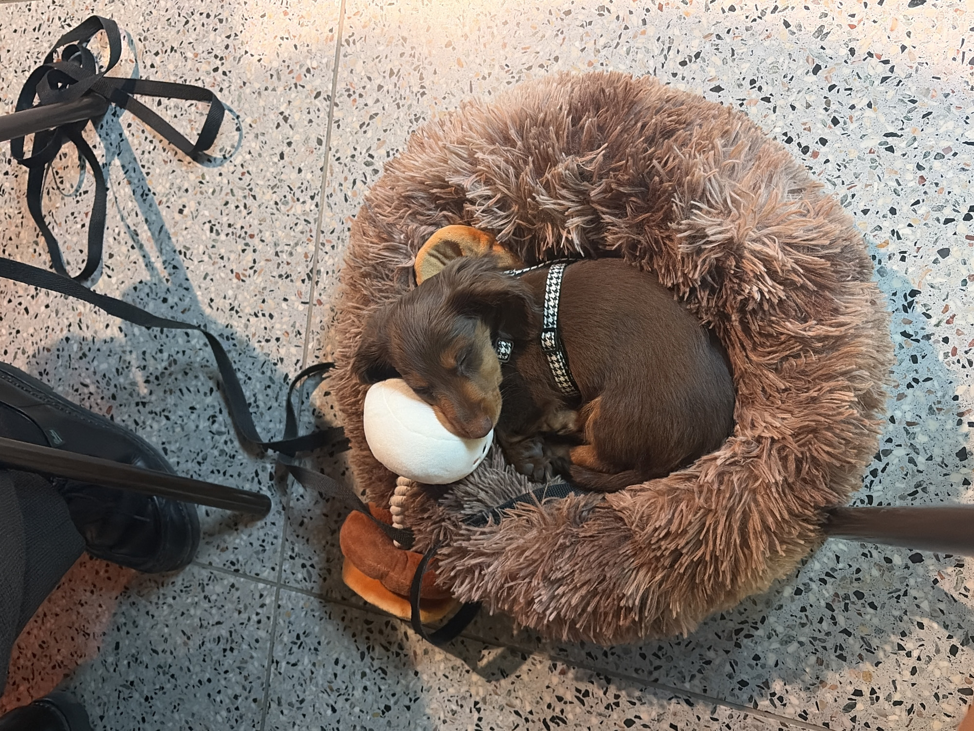 A long-haired dachshund puppy wearing a black and white patterned harness sleeps curled up in a brown, fluffy pet bed shaped like a hedgehog. The puppy's head rests on a white toy with brown accents. To the left of the bed is a black shoe, what looks to be a metal chair leg, and black straps. The floor is light gray with a mottled pattern of small, darker gray, black, and brown speckles. The photograph was taken indoors under bright lighting, with the camera positioned directly above the puppy. I cannot determine the location in Montreal.