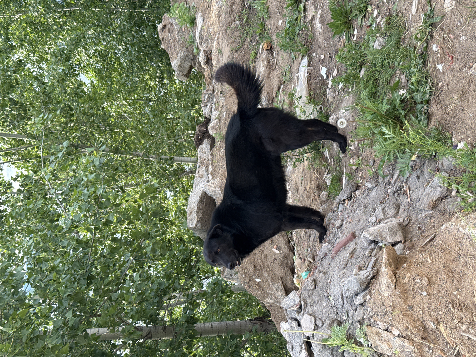 A black dog stands on a rocky slope. The ground consists of soil and rubble, with sparse green vegetation. In the background, trees with dense foliage are visible. The photograph was taken in Chaikovsky, Russia.