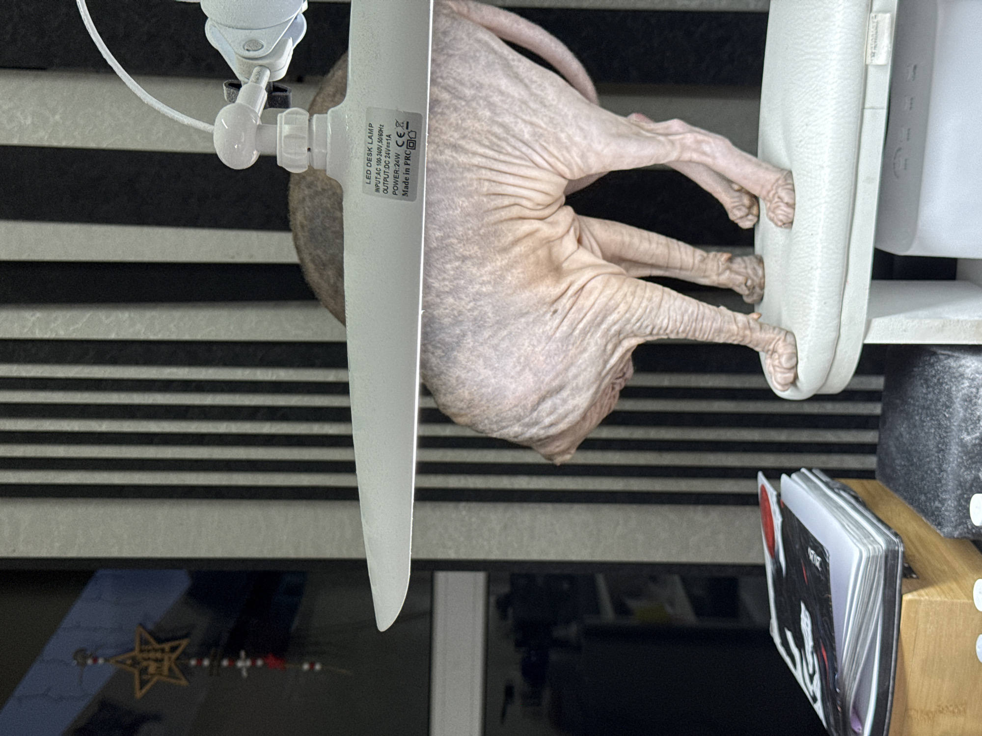 A hairless cat is perched on a white cushion next to a black and white striped surface. The cat is partially obscured by a white LED desk lamp. A calendar is on a wooden surface. The location is unknown.
