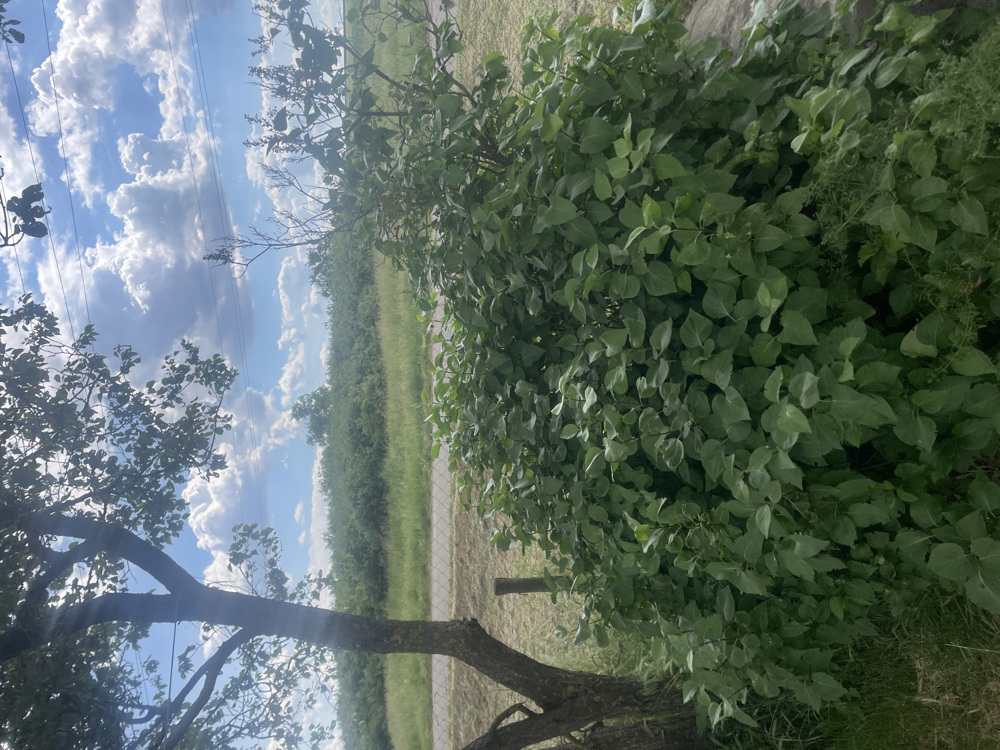 This image depicts an outdoor landscape in Zelenyi Hai, Ukraine, captured during daylight hours. The scene is devoid of human presence or animals.
In the left foreground, a portion of a mature tree trunk with rough, dark bark is visible, extending vertically. Sunlight filters through the tree's foliage, casting bright highlights. Adjacent to the tree's base, a dark brown wooden post stands vertically. Behind the tree and post, a metal chain-link or wire fence stretches horizontally across the middle ground.
Dominating the lower-center and right foreground is a dense, lush green bush with numerous ovate leaves. Some bare, thin branches are visible within the bush's upper structure. Smaller, finer green vegetation grows beneath and around this primary bush.
In the middle ground, beyond the fence and bush, an unpaved or gravel road or path is visible, appearing lighter in color. Further back, a strip of dry, light brown grass separates the road from a dense, extensive line of green foliage, appearing as distant trees or large shrubs, forming a natural horizon.
The background features a vast expanse of bright blue sky filled with numerous distinct, white cumulus clouds, indicating a clear, sunny day. Several thin, dark horizontal lines, consistent with utility wires, are visible traversing the sky in the upper-right quadrant of the image. The overall lighting suggests mid-day conditions.
