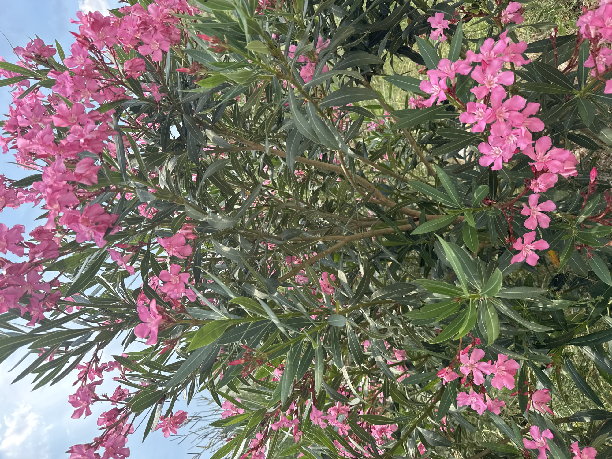 The media file shows a close-up view of a blooming oleander bush with abundant pink flowers and long, green leaves. The camera angle is from below, looking up into the branches of the plant. In the upper left portion of the image, a patch of blue sky with some white clouds is visible, suggesting an outdoor setting on a day with fair weather. The lighting indicates it is daytime, likely morning or afternoon, given the bright but diffused light on the foliage and flowers.
The oleander bush is the sole prominent subject, filling the frame. The flowers are a vibrant pink, with five petals each, and are clustered in groups along the branches. The leaves are elongated and lance-shaped, typical of oleander plants, and are a deep green color. Some parts of the bush appear denser with foliage, while other areas allow glimpses of the sky or background greenery, suggesting the plant is part of a larger garden or natural landscape. The branches are woody and brown.
No people are visible in the media file. No specific activity or event is taking place; it is a still shot of a flowering plant. The notable details are the profusion of pink oleander blossoms, the characteristic leaves, the clear sky suggesting pleasant weather, and the implied outdoor location. The composition and focus on the natural beauty of the plant evoke a sense of calm and vibrancy. There is no visible text within the image. Based on the provided location context, this scene could be found in Rafailovići, Montenegro.