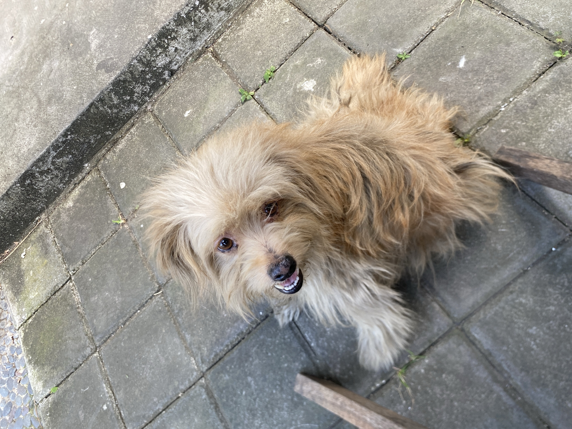 A light brown, shaggy dog sits on a gray, square-tiled patio in Mengwi, Indonesia. The dog is facing slightly to the left, with its mouth open, revealing white teeth and a dark pink tongue. Its eyes are dark brown and its fur is windswept, giving it a somewhat disheveled appearance. Two pieces of weathered wood are visible on the patio, one to the left of the dog and another in the lower right corner. Small green plants are growing through the cracks in the tiles. In the background, the edge of the patio transitions to a rougher, gray concrete border. The lighting suggests it is daytime.