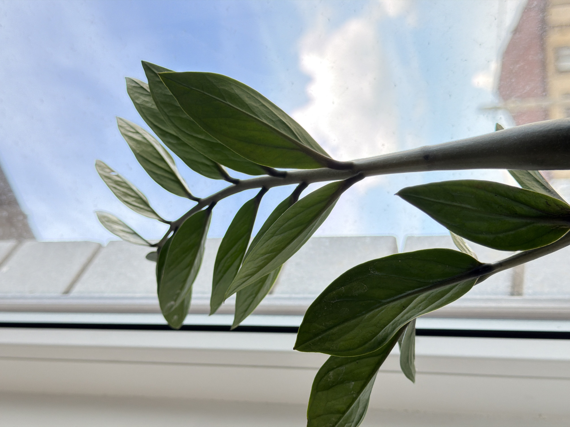 The image shows a ZZ plant with green leaves and a thick stem. The plant is situated near a window with white blinds. Through the window, a view of a blue sky with white clouds and a partial view of a red brick building is visible. Based on the request, the location is Rossiyskiy, Russia.