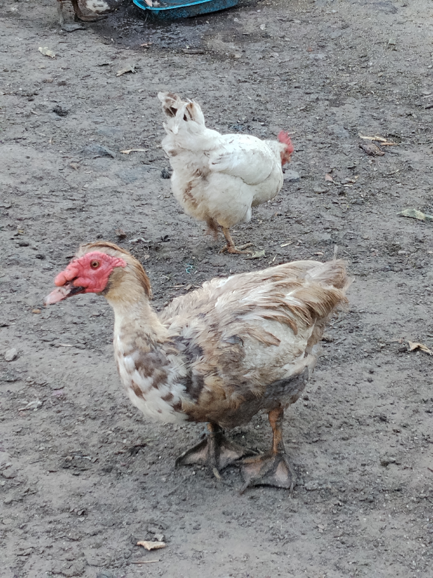 This image depicts a Muscovy duck in the foreground and a white chicken in the background. The duck is facing left, with its head turned towards the camera. It has a distinctive red face and wattle, and its feathers are a mottled brown and white. Its webbed feet are visible on the dirt ground. The chicken is standing behind the duck, facing away from the camera. It is mostly white with some brown markings. The background is a dirt or gravel surface, with some dry leaves scattered about. The scene appears to be outdoors, likely in a rural or farm setting. The image was taken in Ustyvytsia, Ukraine.