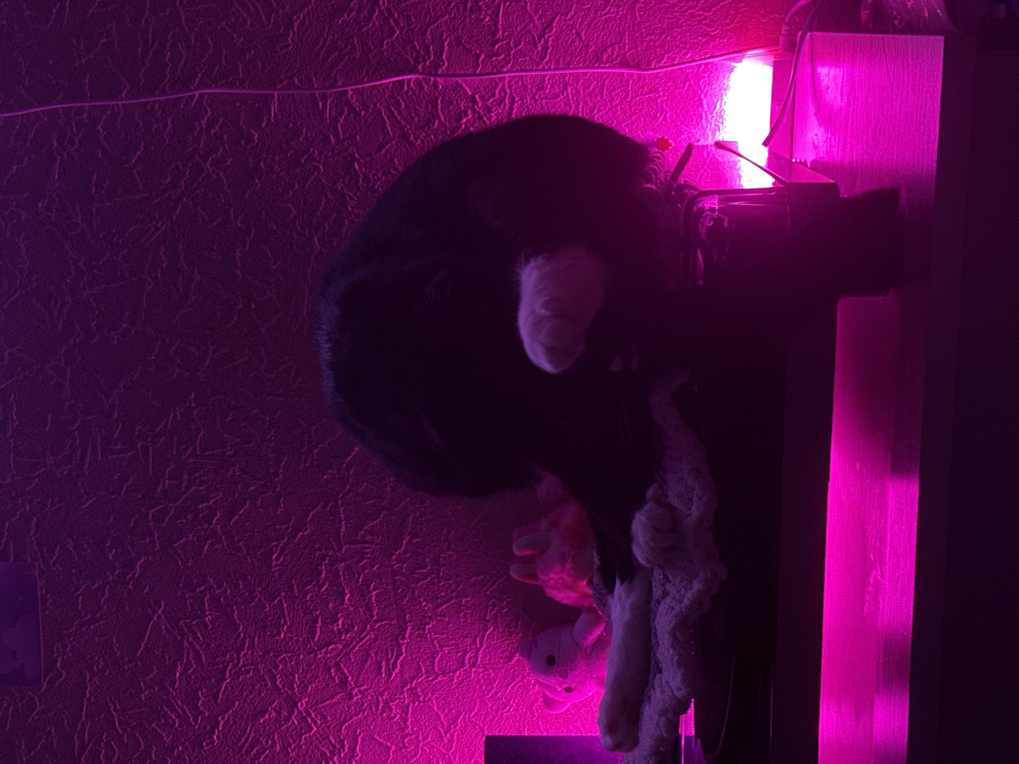 A black and white cat is curled up on a textured rug, with its paws tucked underneath its body. The cat is illuminated by a bright pink light, which casts a vibrant glow on the scene. Next to the cat are two small plush toys, one pink and one white. The background is a textured wall, also bathed in pink light. The scene appears to be indoors, on a shelf or table, with a wooden surface visible in the foreground. The overall impression is one of a cozy and whimsical setting, possibly a bedroom or a creative space. The image was taken in Shushary, Russia.