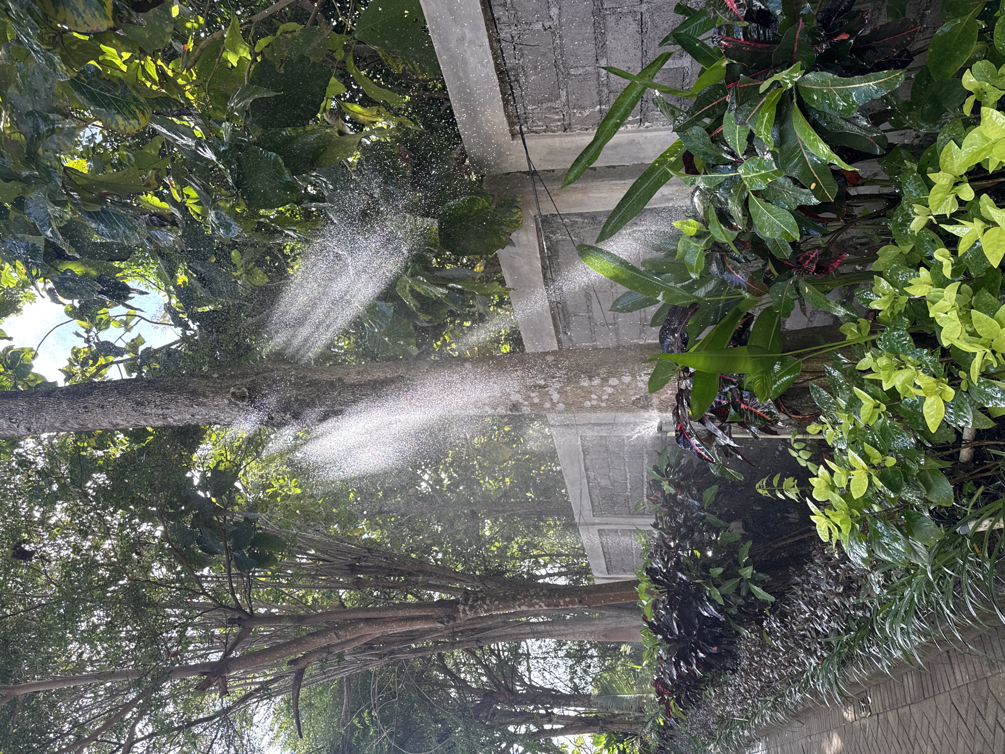 The image depicts a tropical scene in Kuta Selatan, Indonesia. It shows trees and lush vegetation being sprayed with water, likely from a sprinkler system, as suggested by the dispersed water droplets. Some of the leaves are dark green and glossy, while others have a lighter green hue. A concrete structure, possibly a wall or building, can be seen partially in the background, implying an urban setting. Sunlight streams through the trees, creating a sparkling effect on the water droplets. The scene seems to be focused on the interaction of water and plant life in a humid, tropical climate.