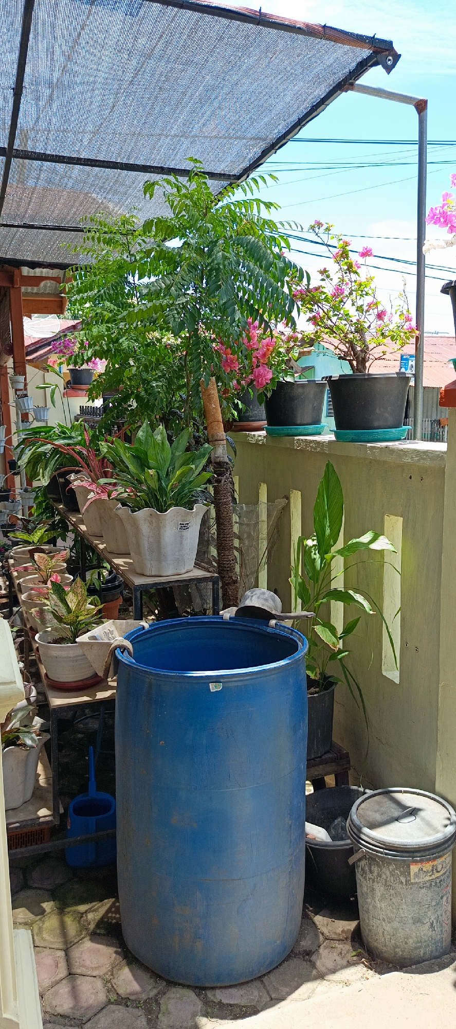 The image depicts an outdoor area, likely a backyard or patio, filled with various potted plants. A large blue plastic barrel stands prominently in the foreground, partially obscuring a grey bucket with a lid. Behind the barrel, several shelves are laden with an assortment of plants in different containers, including white and grey pots. Some of these plants have green leaves, while others display reddish hues. In the background, there is a larger tree with dense green foliage and a flowering plant with vibrant pink blossoms. A black mesh shade structure is visible overhead, and a light-colored wall with vertical rectangular openings forms the backdrop. Electrical wires are strung across the bright blue sky. The ground is paved with irregular-shaped interlocking stones. The scene suggests a domestic setting focused on gardening and plant cultivation. The image is taken during daylight, indicated by the bright illumination and the clear blue sky. There are no people visible in the image. The location is identified as Pasi Rawa, Indonesia.