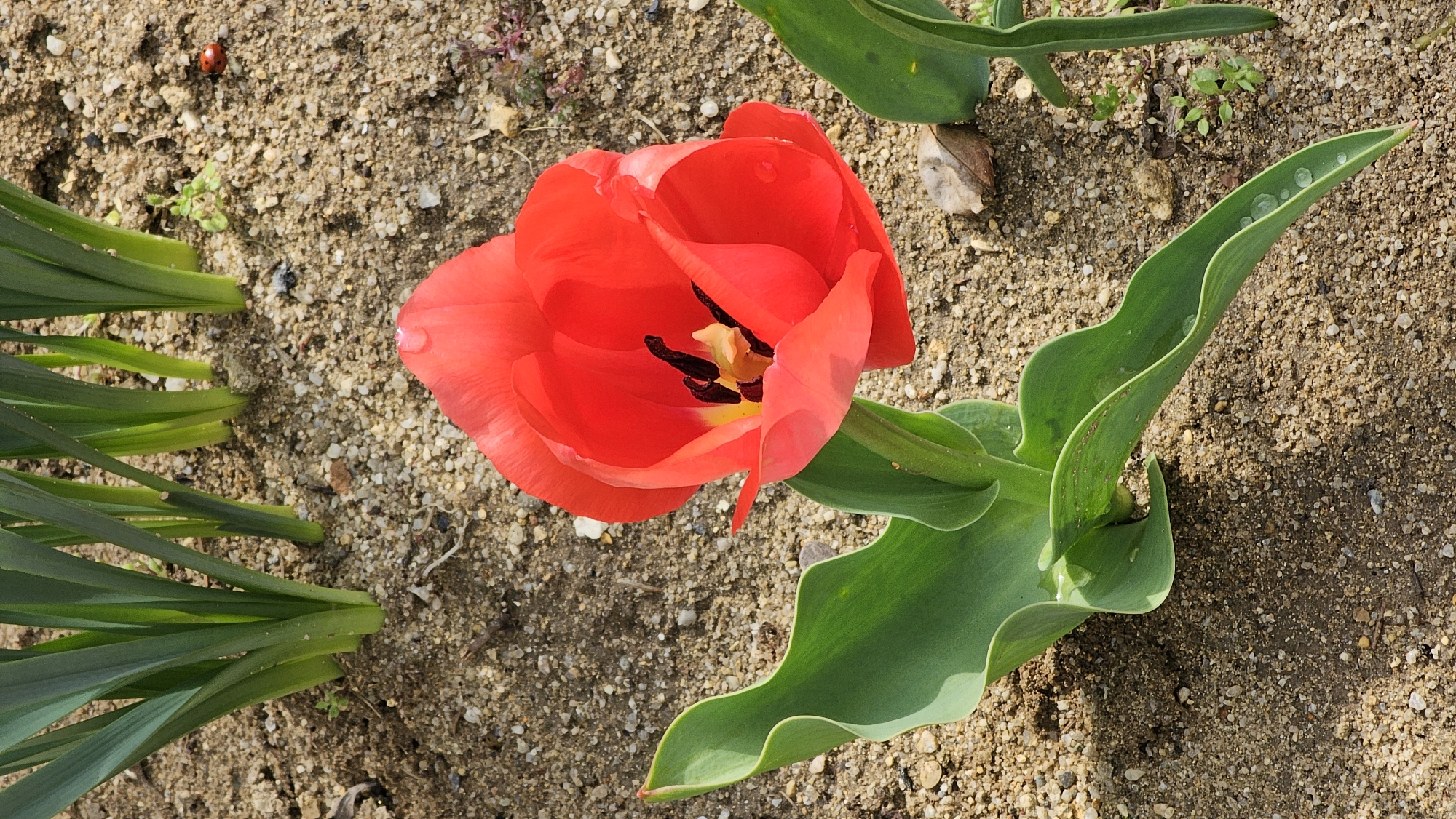 A red tulip flower in full bloom is positioned at the center of the image, surrounded by sandy soil. The flower has dark black and yellow stamen at its center. The tulip has green leaves that curl upwards and water droplets are visible on one leaf. Some additional long green leaves are located to the left of the tulip. A small ladybug is visible in the upper left corner of the scene. The location is likely a garden or park in Varna, Bulgaria, as that information was provided by the user.