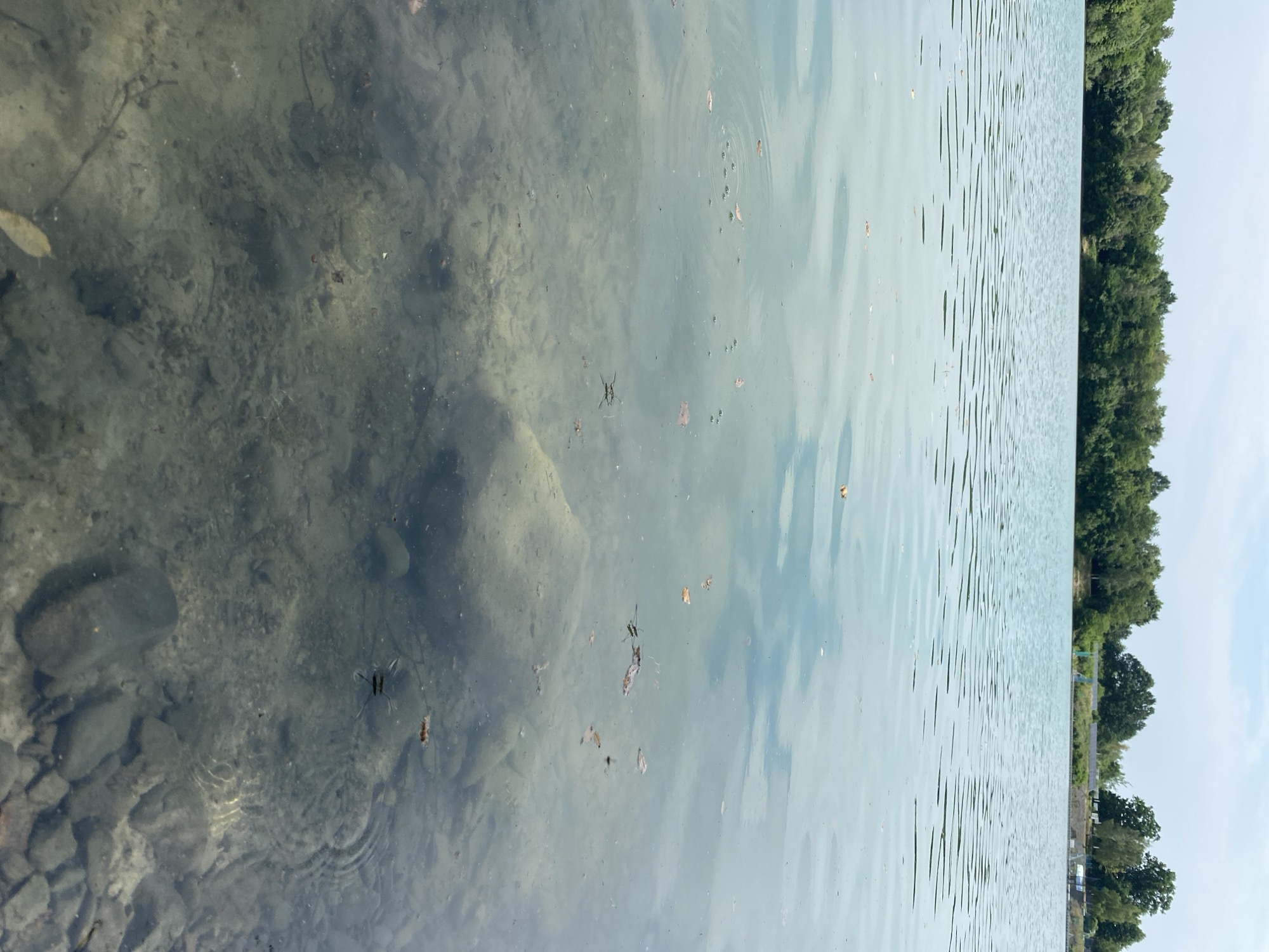 The image captures a view of the Kaniów Quarry in Kaniów, Poland, on an overcast day. The foreground is dominated by the clear, shallow waters of the quarry, revealing a rocky bottom with scattered debris. Several water striders, small insects that skate on the surface, are visible on the water. A few fallen leaves float on the water's surface. In the middle ground, the water extends further, reflecting the sky and the distant treeline. The background consists of a dense, green treeline bordering the quarry. Beyond the trees, a few structures and power lines are discernible, suggesting the presence of a nearby industrial or recreational area. The overall impression is one of a natural, yet potentially utilized, outdoor environment.