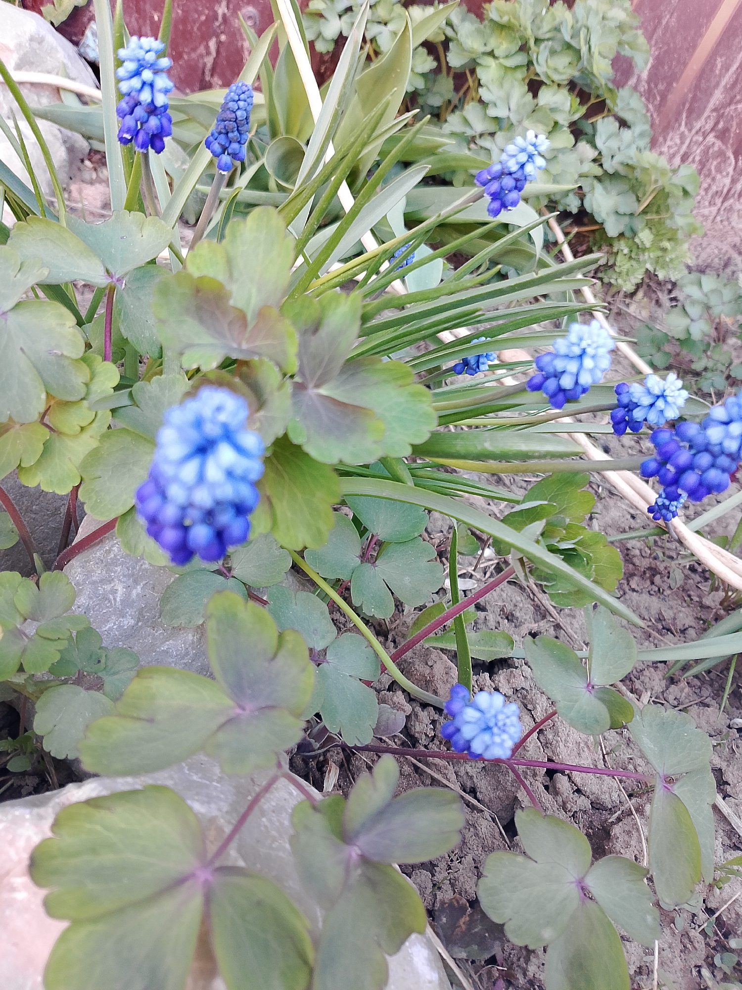 A close-up, slightly aerial shot captures a garden scene in Прикамский, Russia, featuring a cluster of vibrant blue grape hyacinths in full bloom. The flowers are interspersed among green foliage and blades of grass, some with prominent leaf veins. A few rocks are also visible in the foreground. The soil is visible as well, appearing dry and crumbly. A wooden fence is discernible in the upper right of the frame. The scene suggests a small-scale or residential garden setting.
