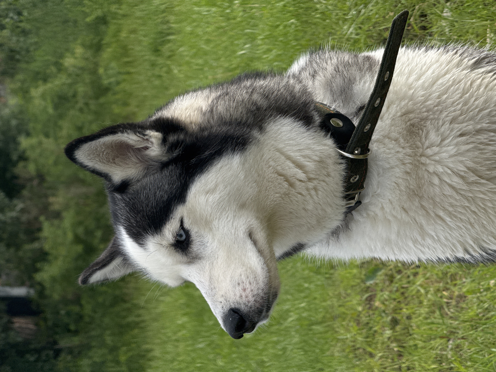 A medium shot captures a husky dog's profile as it sits in a grassy field. The dog's black and white fur is prominent, with distinctive markings around its piercing blue eyes. It wears a dark green collar with silver studs and a buckle. The background consists of blurred green grass and foliage, suggesting an outdoor, natural setting. The lighting indicates daytime, with soft shadows. No other subjects or notable objects are visible in the frame.