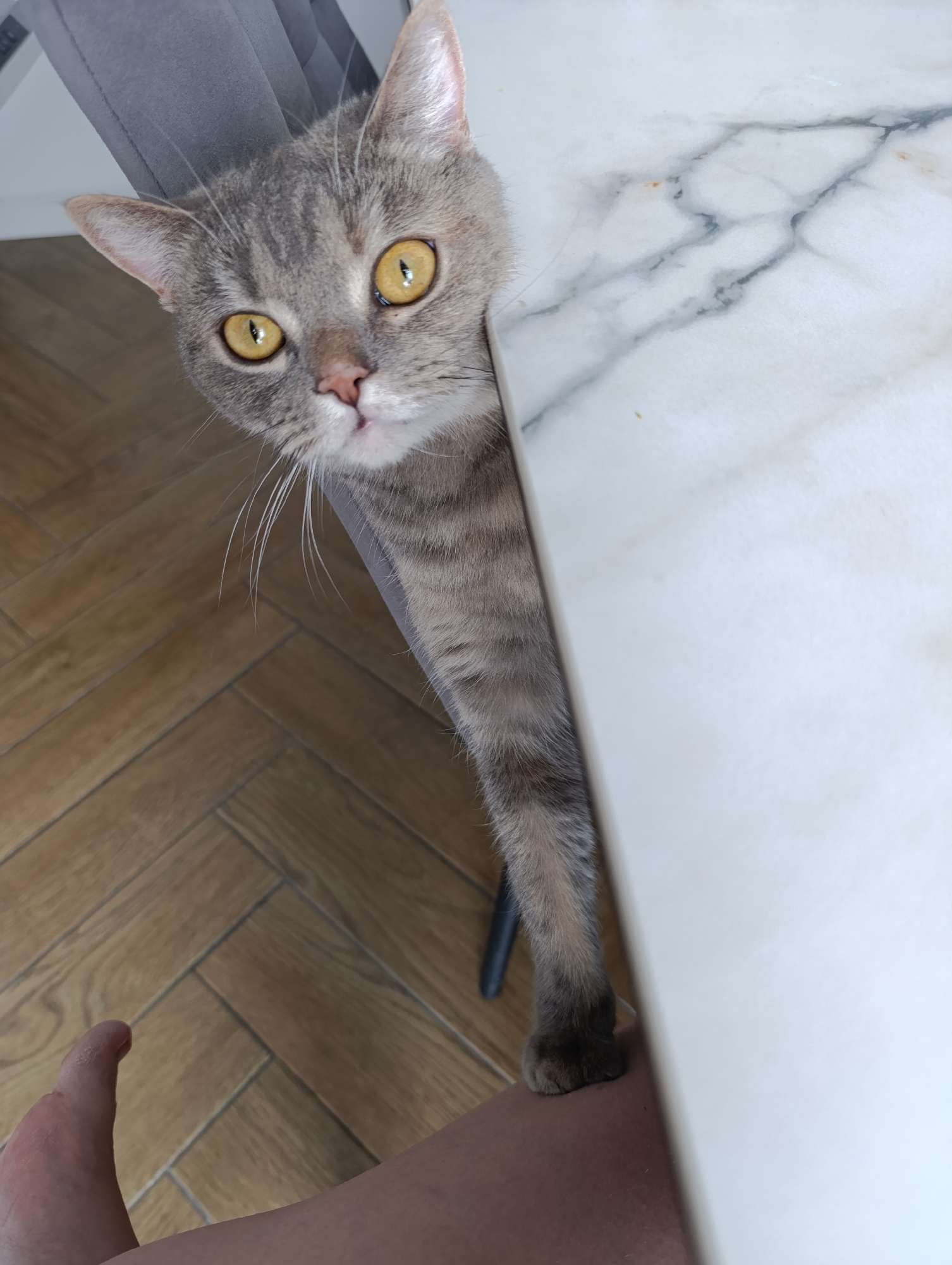 A grey tabby cat peers from behind a white marble table. The cat has yellow eyes and a pink nose. The cat's paw rests on a person's leg. The background shows a herringbone pattern wood floor and a grey chair. The image was taken indoors. The location in the city of Chaikovsky, Russia is not discernible from the image.