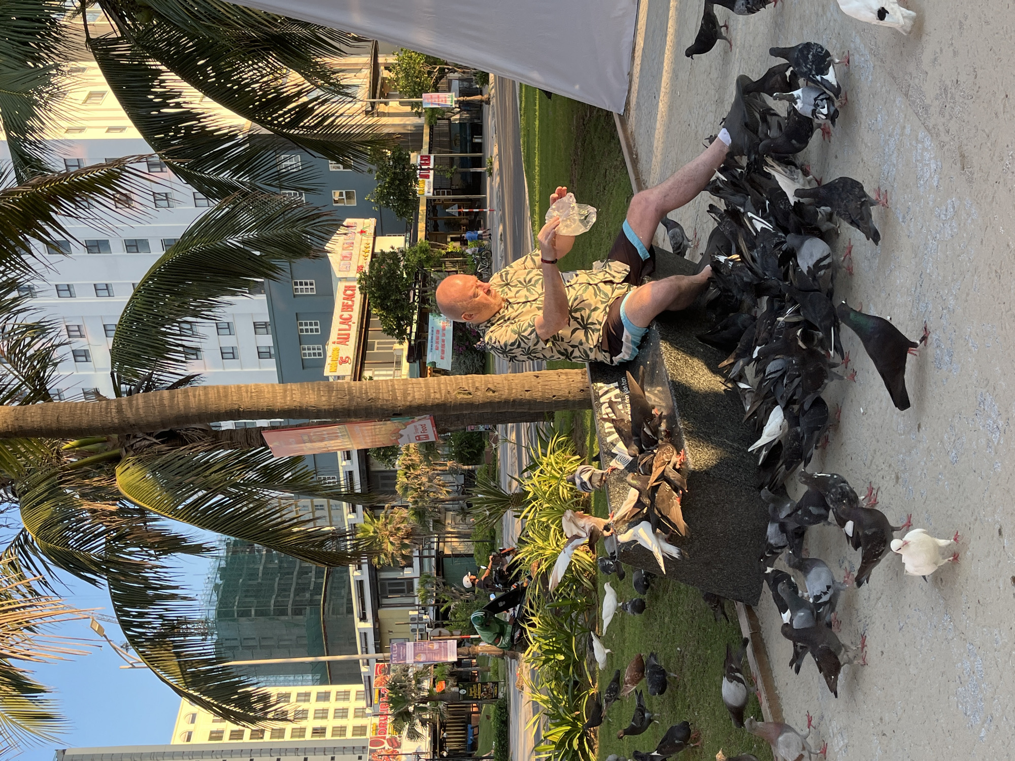 A person is sitting on a ledge, surrounded by pigeons in an outdoor environment. They are holding a clear plastic bag, possibly containing food for the birds. The area is urban, featuring palm trees, buildings, and signage in Vietnamese, suggesting a location in Đà Nẵng, Vietnam. There are other people on the sidewalk in the background.
