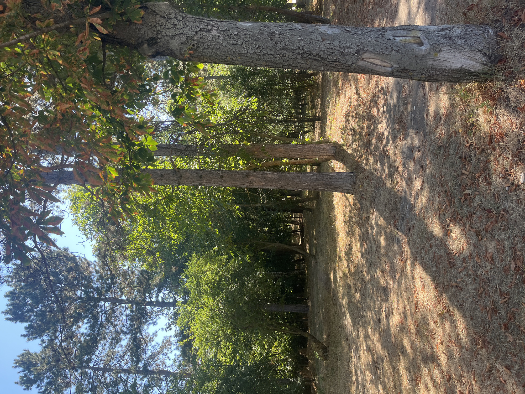 The image depicts a sun-dappled forest floor covered in dry grass and scattered brown leaves, with dappled shadows from trees cast across the ground. Several trees of varying heights and thicknesses populate the scene, with pine trees visible in the background against a bright blue sky. In the foreground, a thick tree trunk with rough, textured bark stands to the right, showing markings that resemble elongated scars or indentations. The ground appears to be a dirt path or clearing. The overall impression is one of a dry, temperate forest environment. This scene is located in the city of Targovishte, Bulgaria.