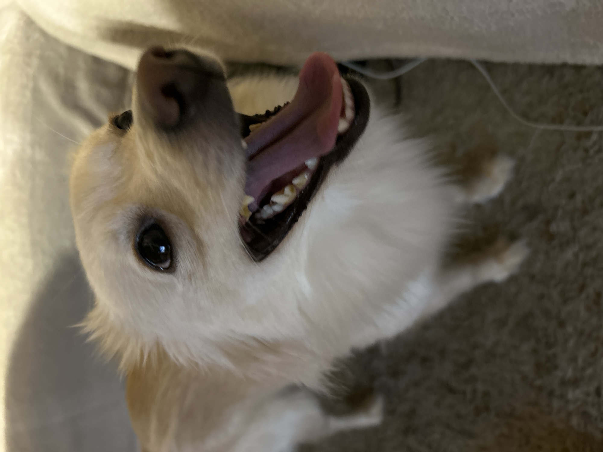 The image shows a close-up, low-angle shot of a tan and white dog with its mouth open, panting. The dog's tongue is visible, and its teeth are exposed. The dog is in a domestic setting, likely indoors, with a carpeted floor and what appears to be furniture in the background. There is no indication of the city of Sofia, Bulgaria. The image is a candid shot focused on the dog's expression.