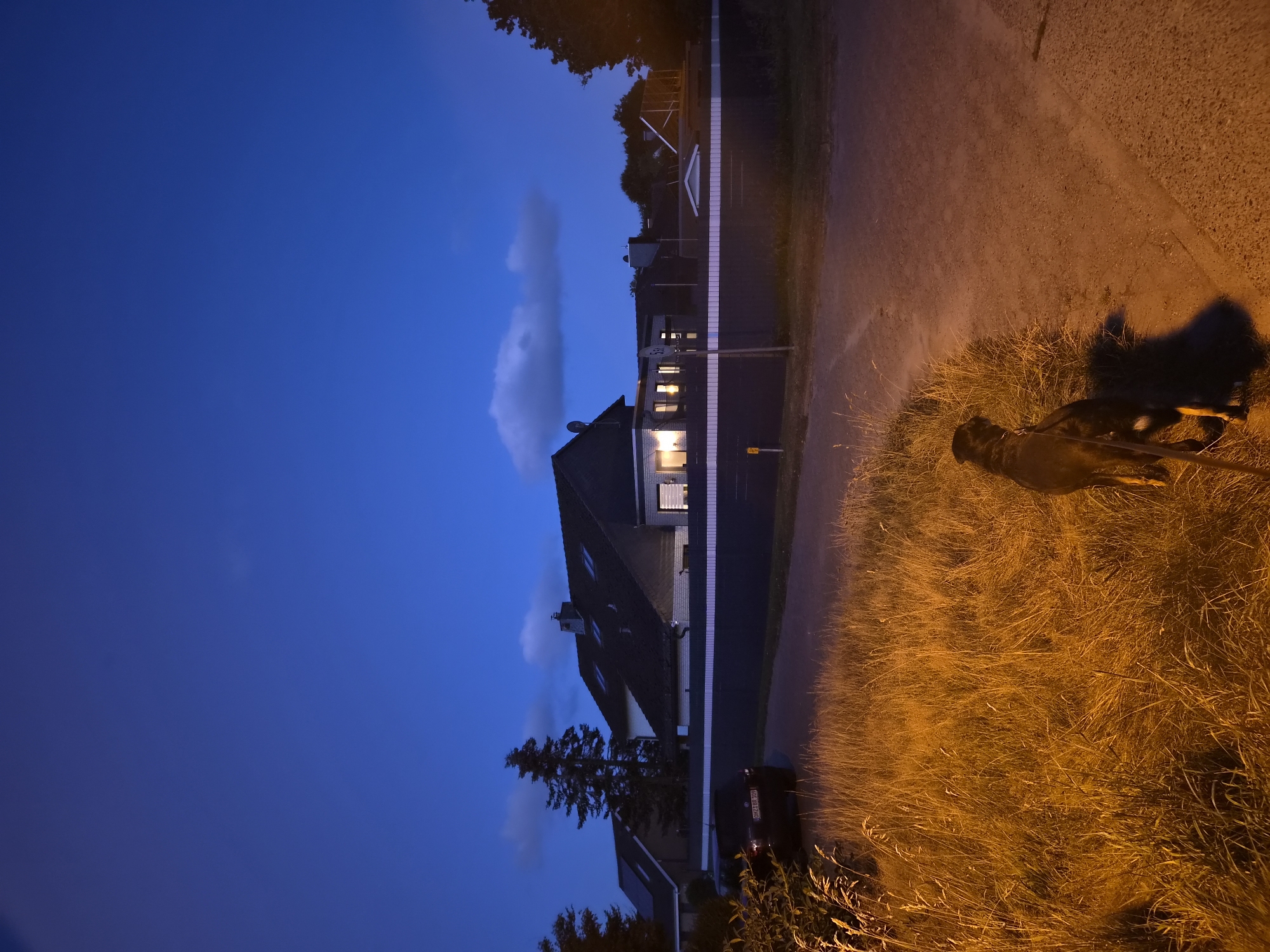 A dark-colored dog on a leash stands on the edge of a dirt path next to a field of dry, tall grass illuminated by artificial light. The dog is facing away from the camera. Behind the dog and to the left, a dark-colored car is parked on a paved driveway. Further in the background, a dark fence runs horizontally across the scene. Behind the fence, a row of houses with dark roofs and illuminated windows are visible against a deep blue twilight sky. Some trees are scattered between the houses and the fence. The scene appears to be in a suburban area of Schiffdorf, Germany, given the style of the houses and the overall environment. The lighting suggests it is either early morning or late evening.