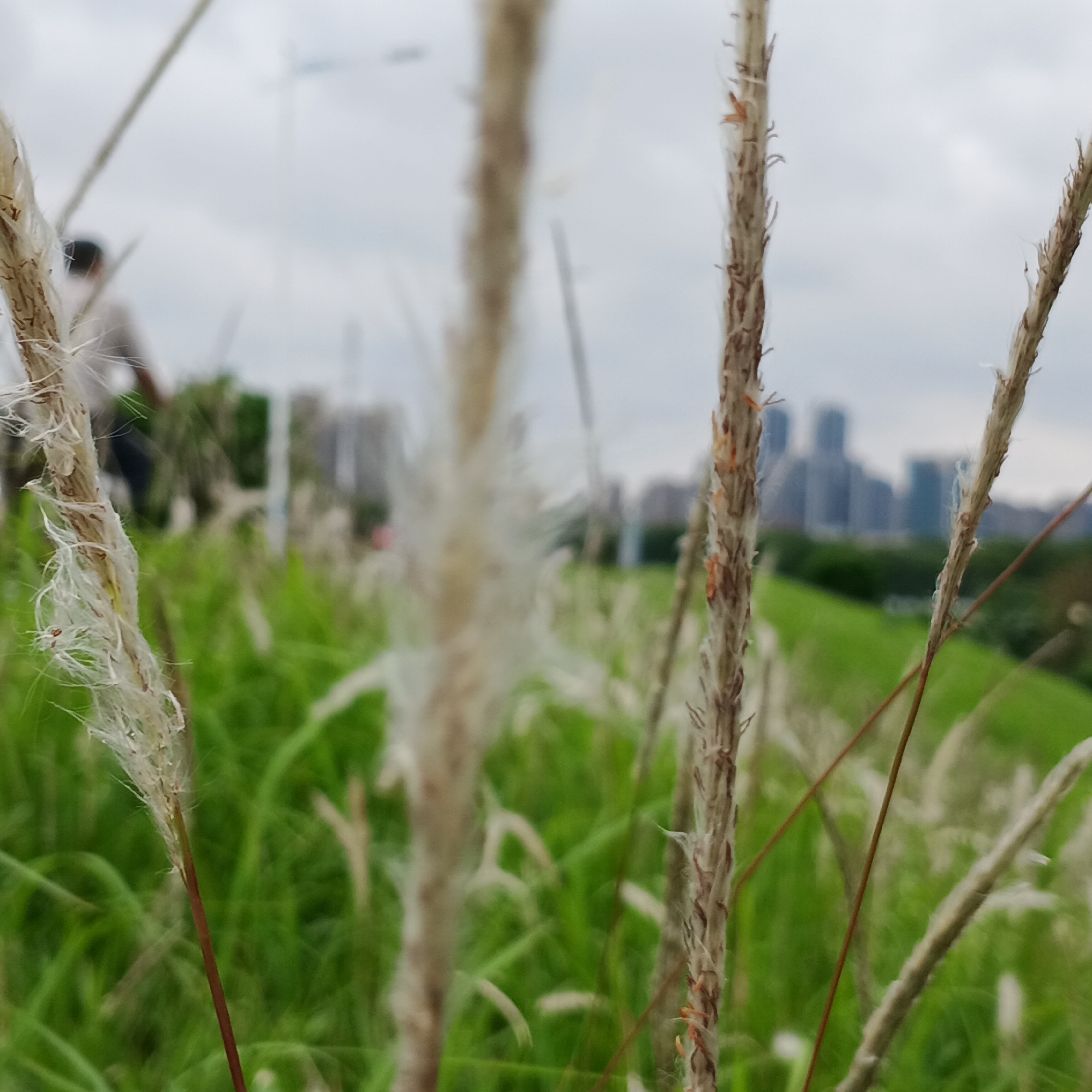 The image shows a field of tall grass, with a blurred cityscape in the background. The focus is on several grass stalks in the foreground, with feathery white seed heads. The cityscape in the distance consists of tall buildings. A person is partially visible in the background, on the left side of the image. The location is Shunde District, China.