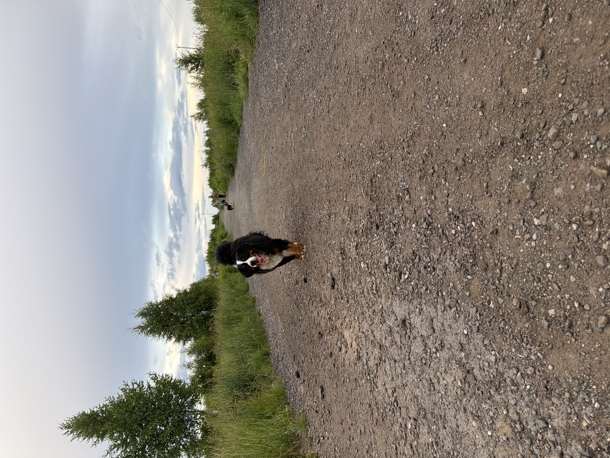 A Bernese Mountain Dog runs towards the camera on a gravel road. The dog is tricolored with black, white, and brown markings and has its tongue hanging out. The road stretches into the distance and is flanked by tall green grass and trees on either side. In the background, a few people and another dog can be seen walking along the road. The sky is overcast with a mix of gray and white clouds. The image appears to have been taken in an outdoor, rural setting.