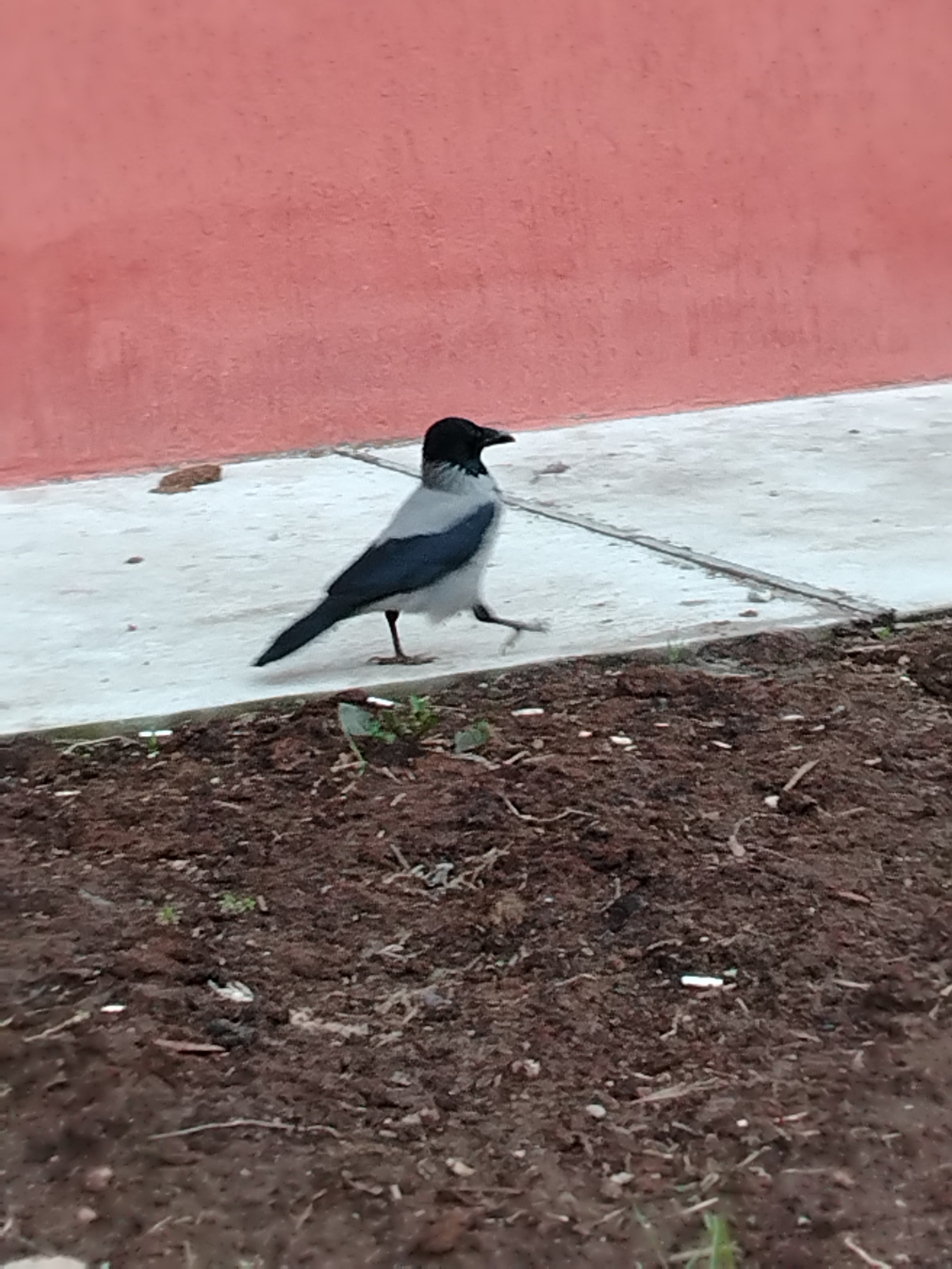 An outdoor image captures a hooded crow walking on a light grey concrete path. The crow has distinct black feathers on its head, throat, wings, and tail, contrasting with its light grey body plumage. Its right leg is raised, suggesting it is in motion, walking from left to right.
In the background, a plain, reddish-pink wall extends across the top portion of the frame. Below the concrete path is an area of dark, bare soil, indicative of a garden bed or disturbed ground, with a few small green plant sprouts visible. A small, reddish-brown brick piece rests on the concrete path near the wall. On the soil, a light-colored, slender object, possibly a discarded cigarette butt, can be seen. The lighting suggests it is daytime, though there are no strong shadows to indicate direct sunlight. The scene appears to be in an urban or suburban setting. There is no visible text.