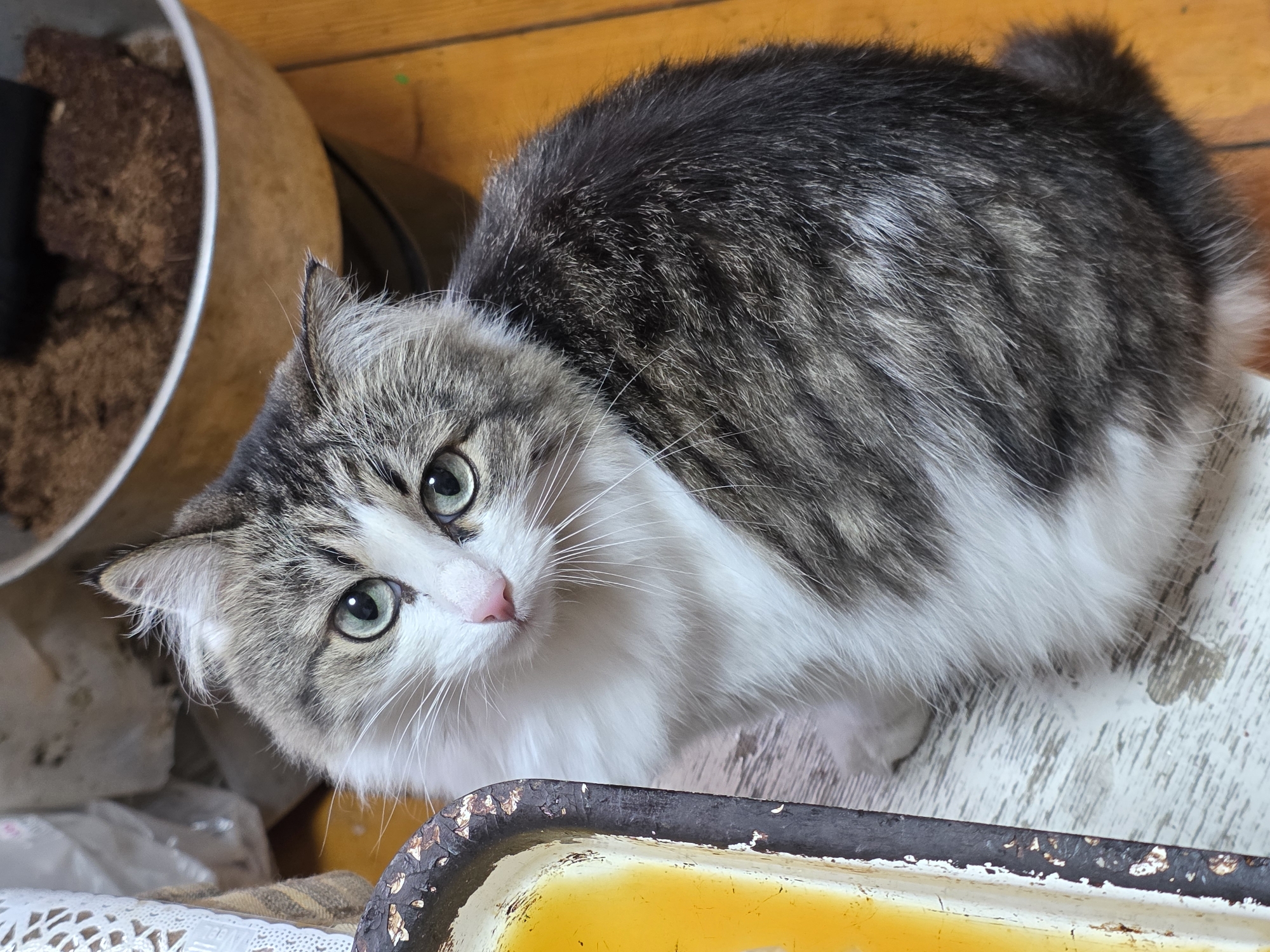 A fluffy, domestic long-haired cat is captured in a high-angle, close-up shot, looking directly at the viewer with wide, curious green eyes. The cat's fur is a striking mix of dark gray-brown tabby stripes on its back, head, and tail, transitioning to bright white on its chest, belly, and face. Its small, pink nose is prominent, and long white whiskers extend from its muzzle.
The cat appears to be sitting or crouching on a lightly textured, worn white surface, with its body angled away from the camera. To the immediate right of the cat in the foreground, a rusty, yellow-painted metal tray with a dark, chipped rim occupies the bottom edge of the frame. In the background to the left, a large, light brown ceramic or pottery bowl filled with dark, granular material is partially visible. Behind this, a warm, golden-brown wooden surface, possibly a floor or shelf, provides a backdrop. Various cluttered objects, including clear plastic bags and a white, lacy fabric, are subtly visible in the lower-left background, suggesting an indoor, possibly well-used or storage-like setting.
The lighting is soft and even, highlighting the cat's features and fur texture. The cat's direct gaze and slightly tilted head convey an alert and inquisitive demeanor. No specific time of day or weather conditions are discernible from the indoor setting. No visible text is present in the image. The location context provided is Chaikovsky, Russia.