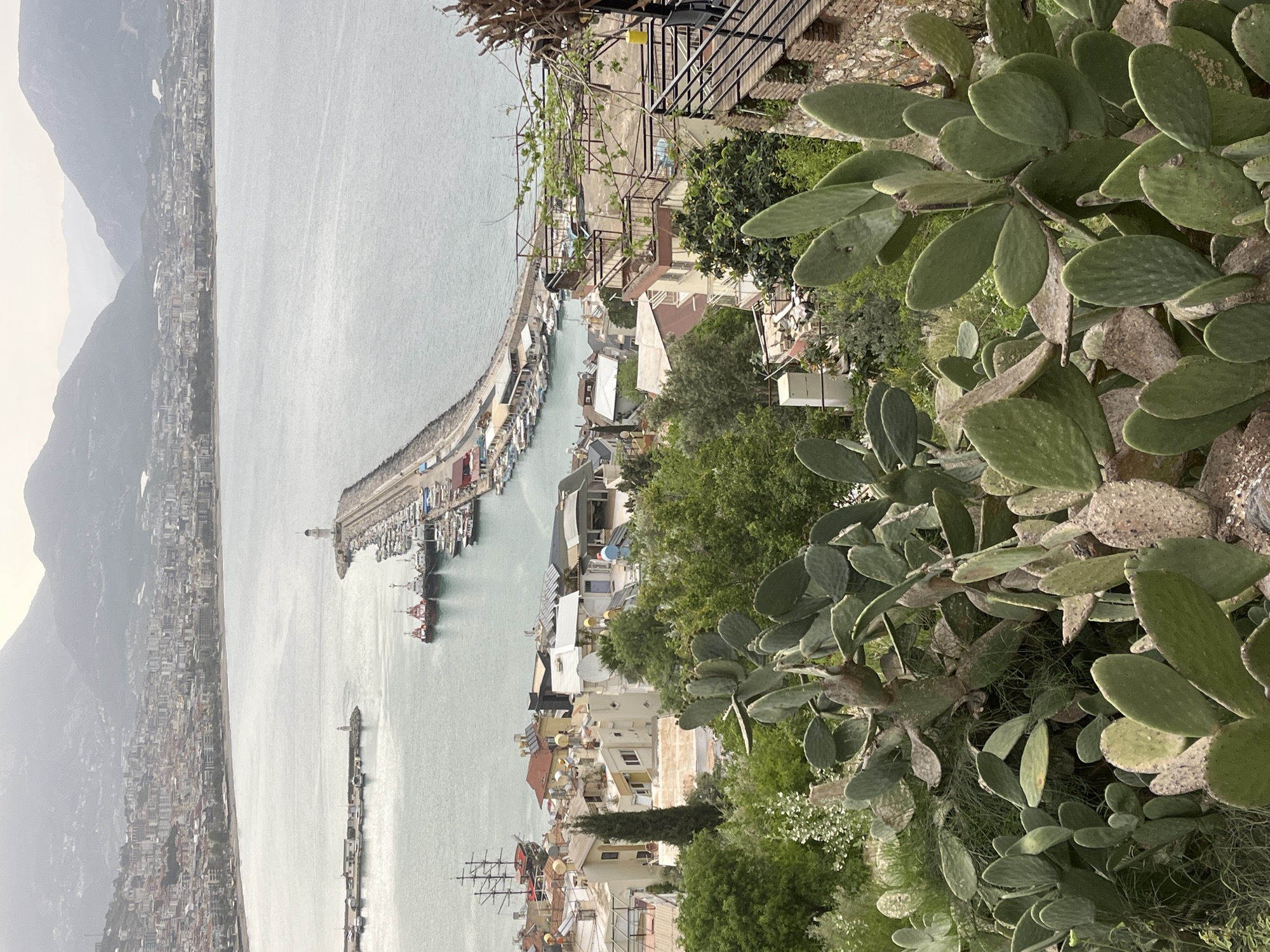 This image captures a scenic view of a coastal town, identified as Alanya, Turkey, from an elevated perspective. In the immediate foreground, a dense cluster of prickly pear cacti (Opuntia) with large, green, paddle-shaped pads dominates the right side, some appearing textured or worn.
Beyond the cacti, the midground showcases a busy harbor or marina. Numerous boats, ranging from smaller vessels to larger tour boats or schooners, are docked along a long, grey stone breakwater that curves into the calm, light blue-green sea. A small white lighthouse stands at the end of the main breakwater. Along the waterfront and climbing up the hillside, various buildings are visible, featuring typical Mediterranean architecture with flat or terracotta-tiled roofs, balconies, and occasional satellite dishes or air conditioning units. Green trees and shrubs are scattered throughout the built-up area, adding to the verdant landscape. Steps and metal railings suggest pedestrian access paths down to the harbor.
In the background, the placid sea extends towards the horizon, eventually meeting a hazy, overcast sky. Along the far coastline, a dense urban sprawl stretches along the base of several imposing, hazy grey mountains that rise steeply from the shore. The light is soft and diffused, indicating an overcast day or a time when the sun is not directly overhead, creating a serene and somewhat muted atmosphere. No specific human activity or people are visible, and there is no discernible text in the image.