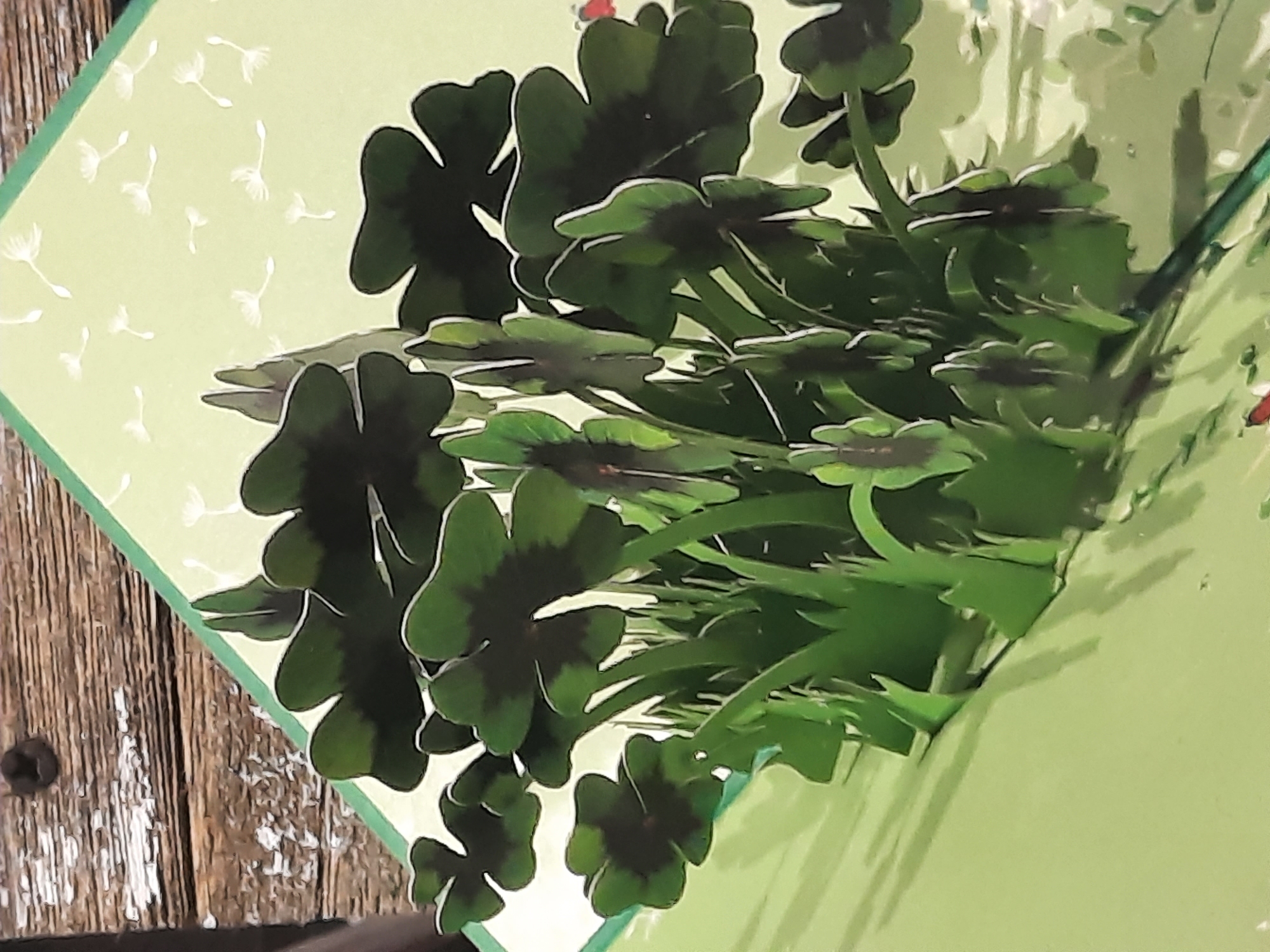 The image depicts a pop-up greeting card featuring a cluster of four-leaf clovers and green grass. The clovers are a deep green with darker markings. The background of the card is light green with faint white dandelion seeds scattered across it. To the left of the card, a portion of a wooden surface with a visible screw head and peeling paint is present, suggesting the card is placed on a rustic table or shelf. The scene appears to be indoors, with soft lighting. There is no information in the image that allows for the determination of its location in the city of Rosenheim, Germany.